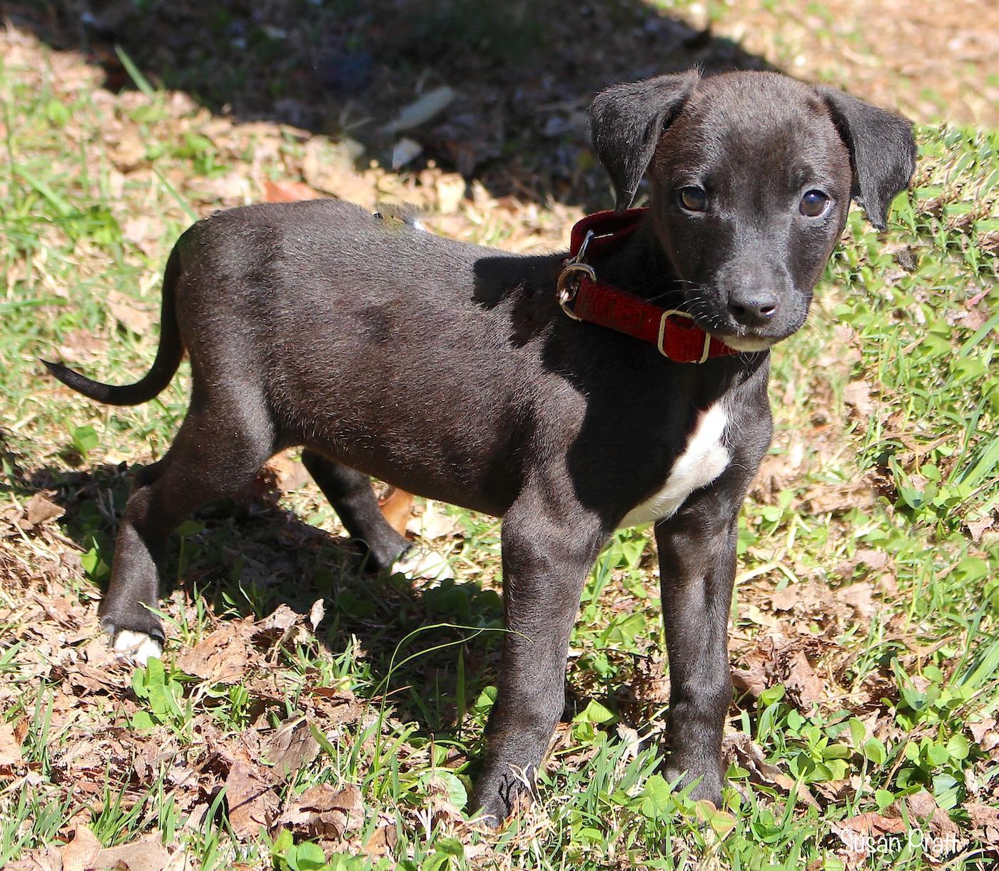 Bunny, a ADOPTABLE mixed breed in Bedford, VA image 2/6