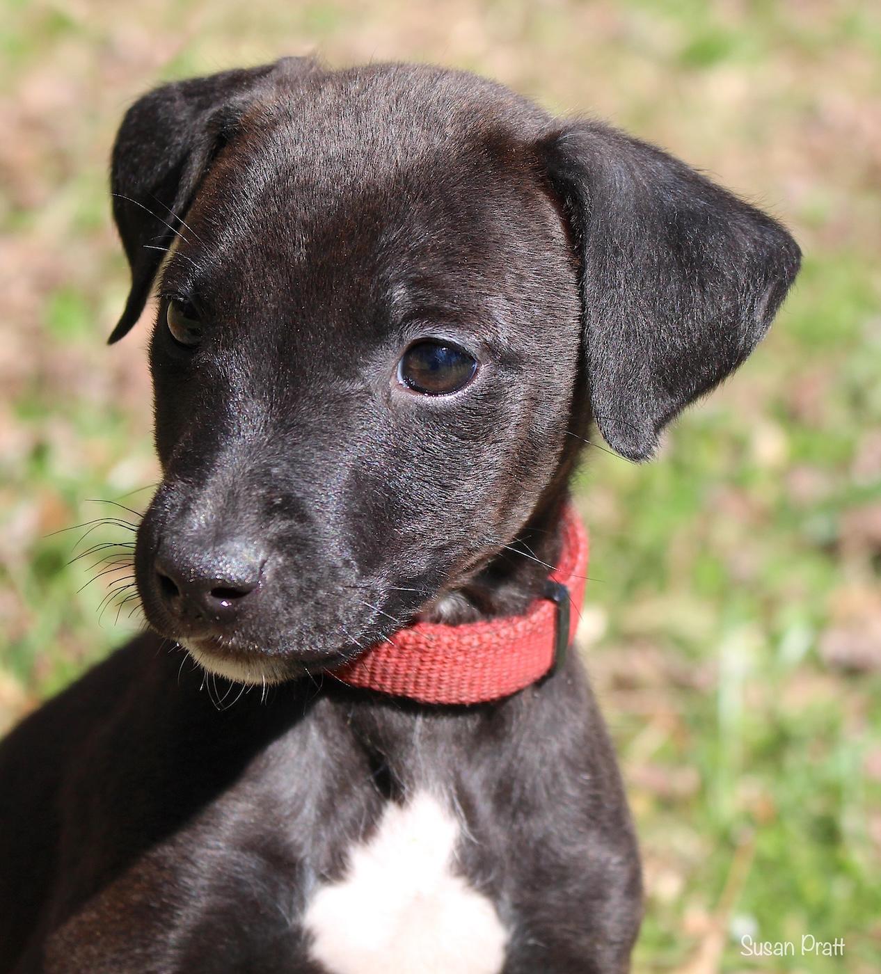 Bunny, ADOPTABLE, Puppy Female Border Collie & Labrador Retriever.