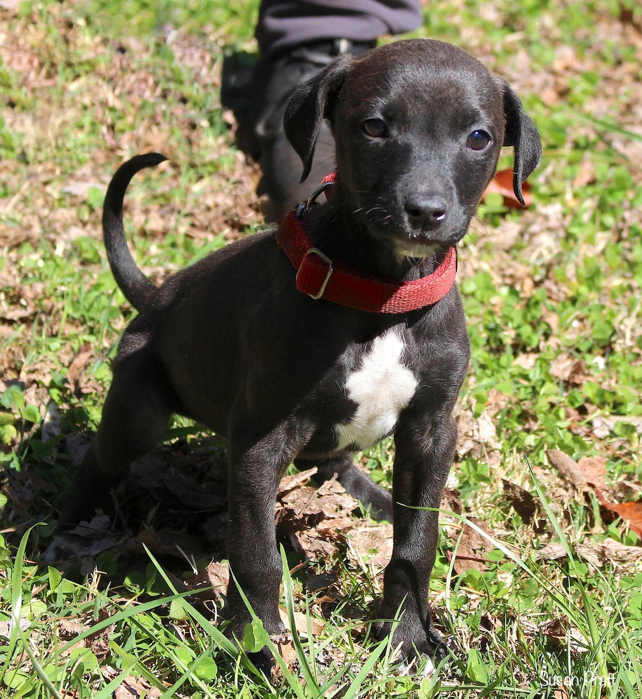 Bunny, a ADOPTABLE mixed breed in Bedford, VA image 4/6