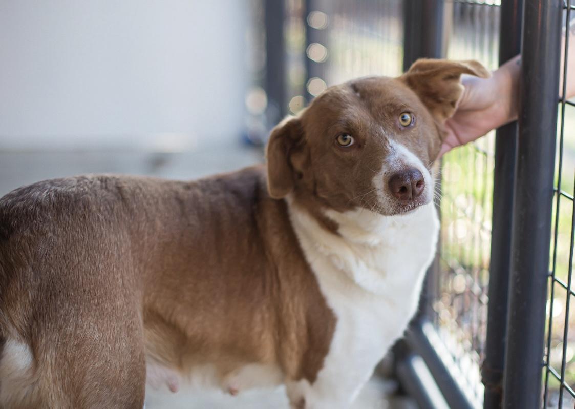 Enlarge Moxie, an adopted mixed breed in Elizabethtown, NC image 1/1