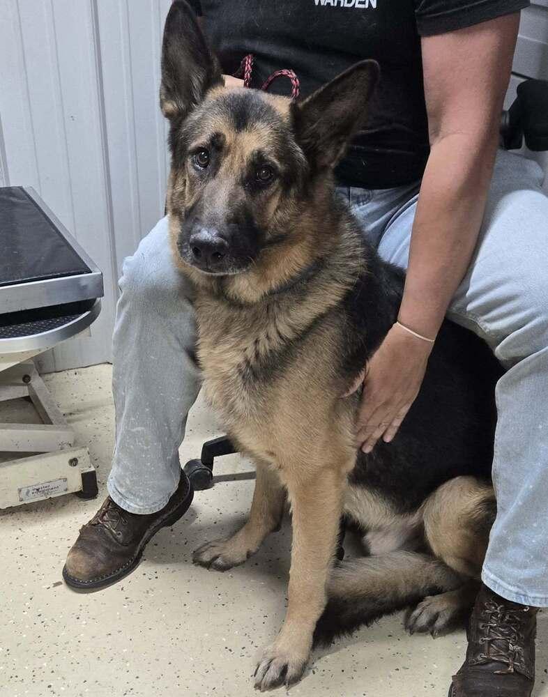 Lieutenant, Adoptable, Senior Male German Shepherd Dog.