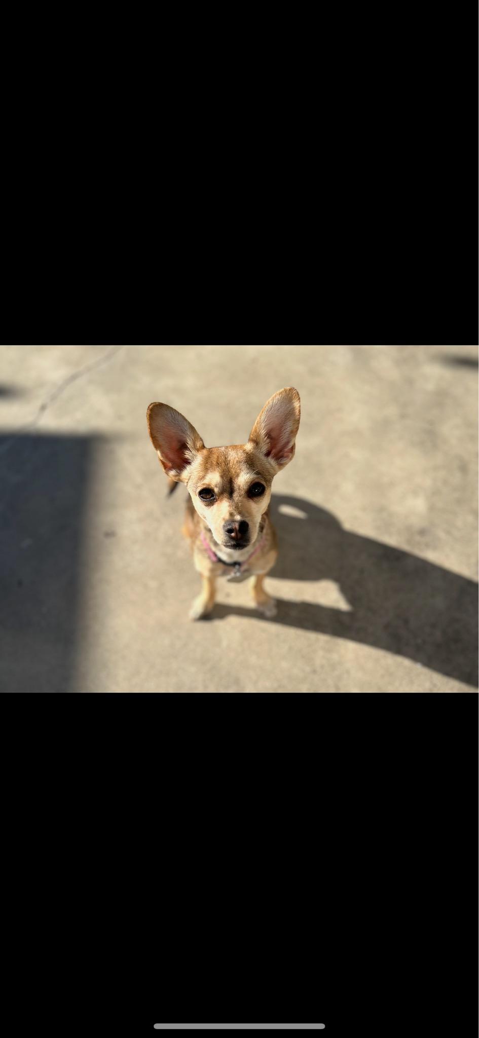 Alania , ADOPTABLE, Adult Female Chihuahua.