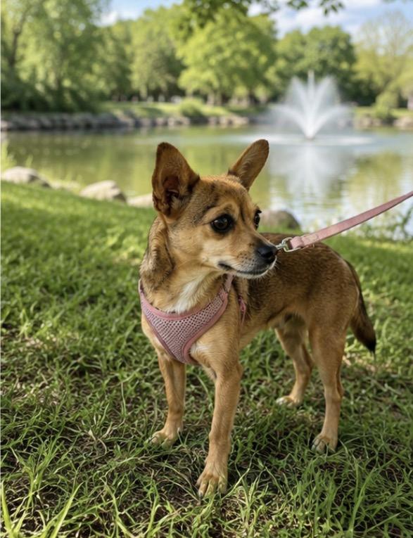 Alania , a ADOPTABLE mixed breed in Corona, CA image 2/2