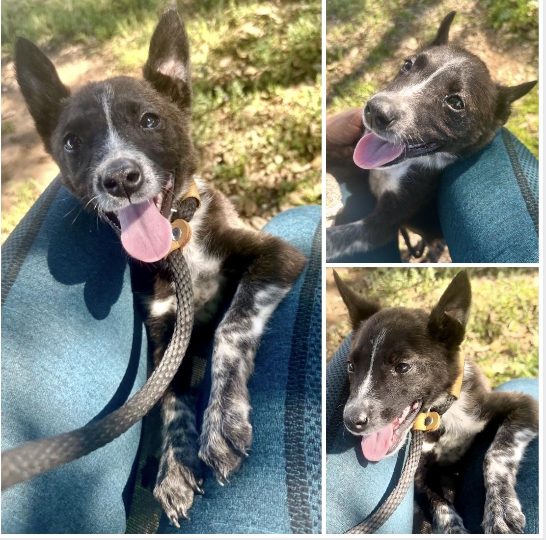 Lolita, Baby Female Australian Cattle Dog / Blue Heeler