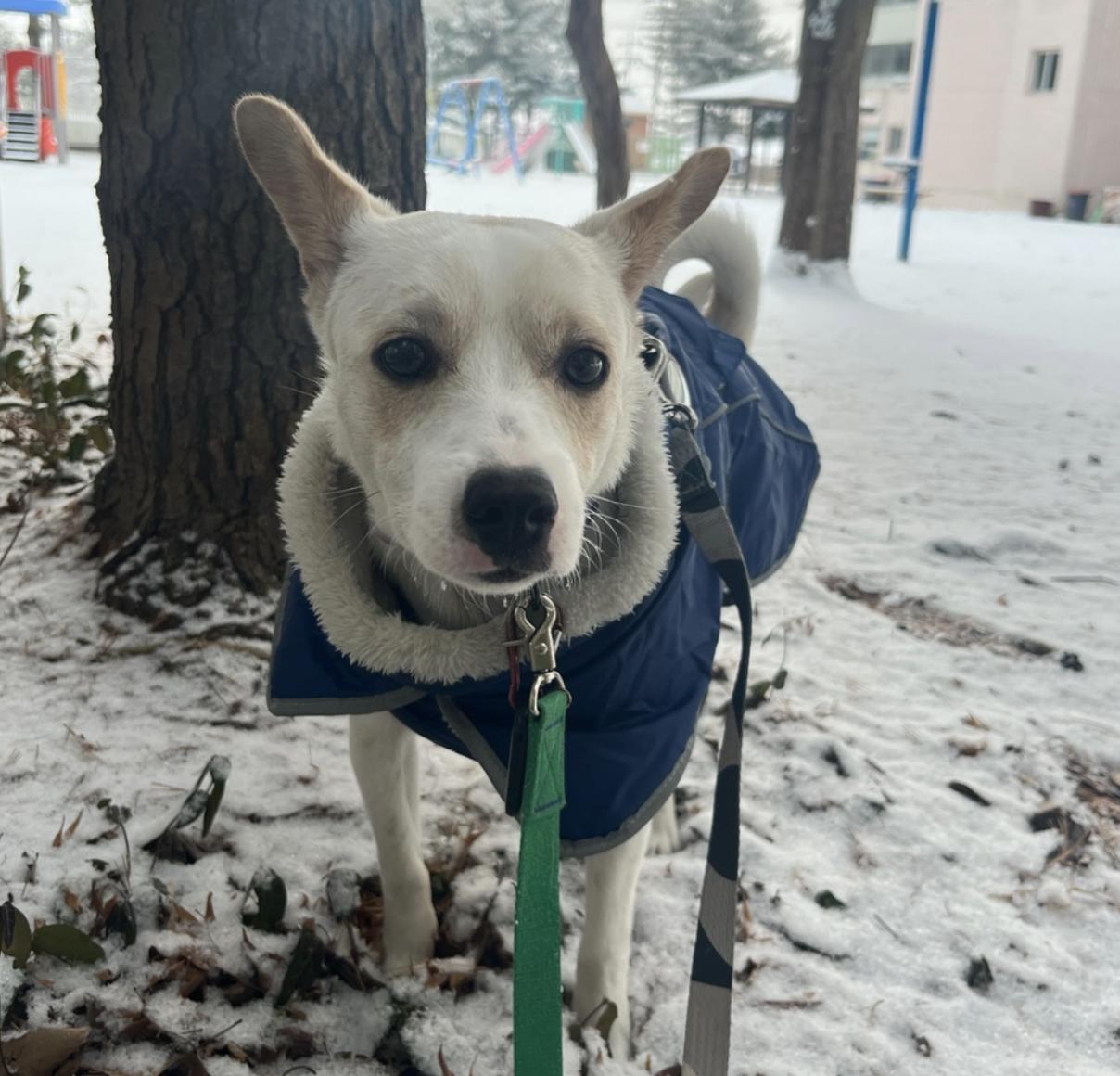 Enlarge Dumbo, a Adopted mixed breed in Manchester , NH image 4/6