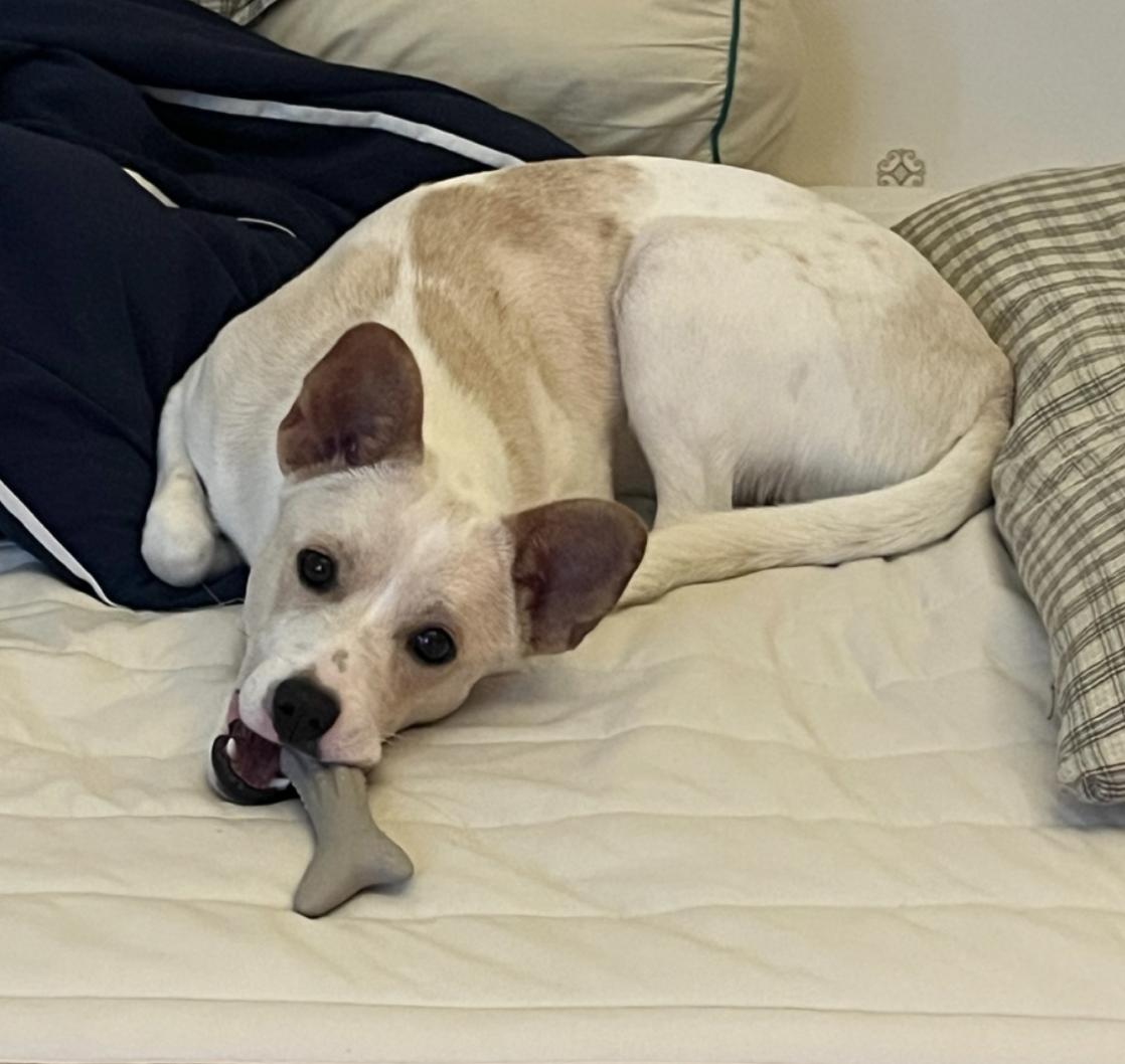Enlarge Dumbo, a Adopted mixed breed in Manchester , NH image 3/6