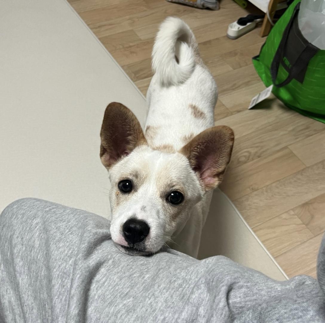 Dumbo, Adopted, Young Male Rat Terrier & Jindo.