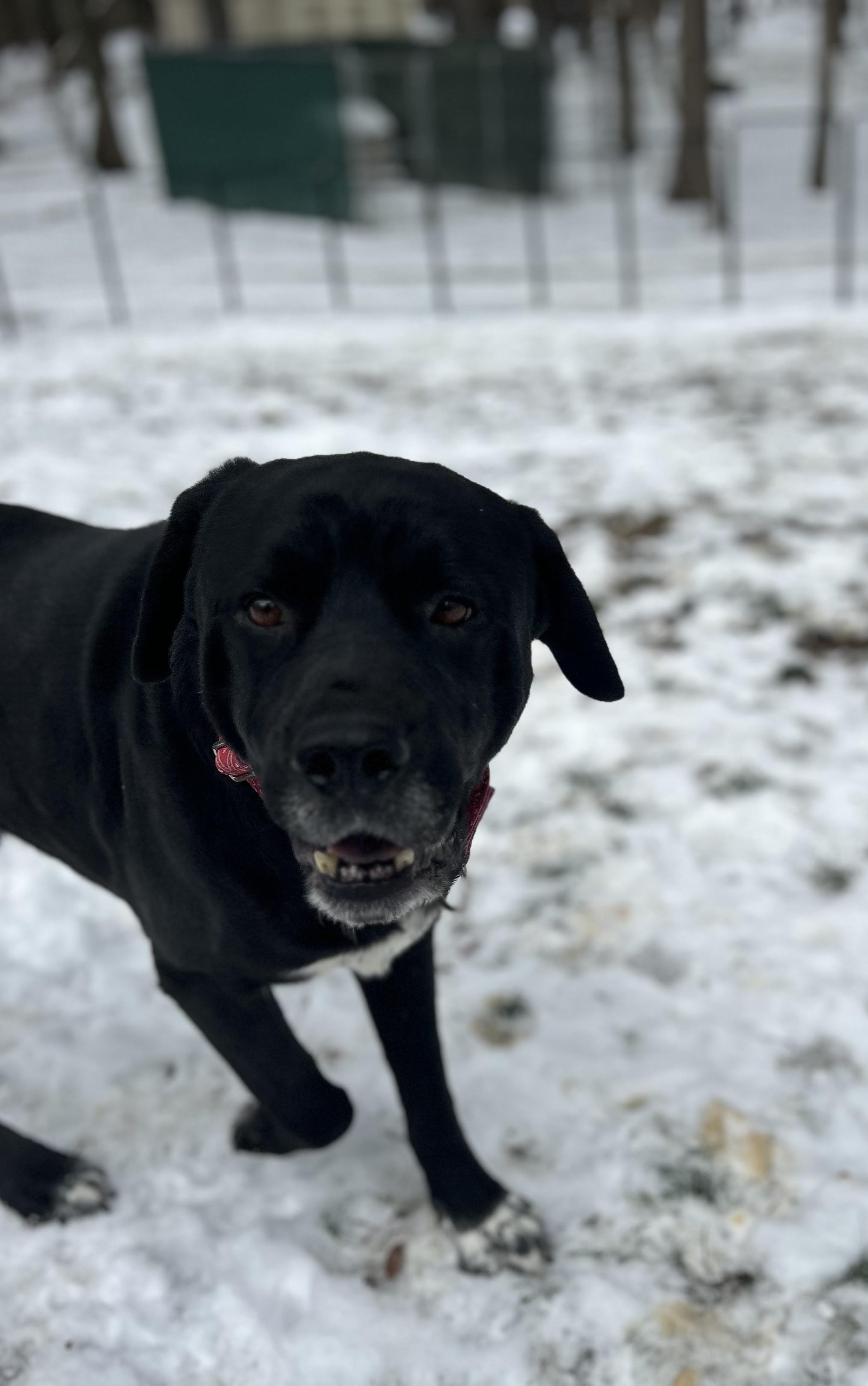 Waco, ADOPTABLE, Adult Male Rottweiler & Black Labrador Retriever.