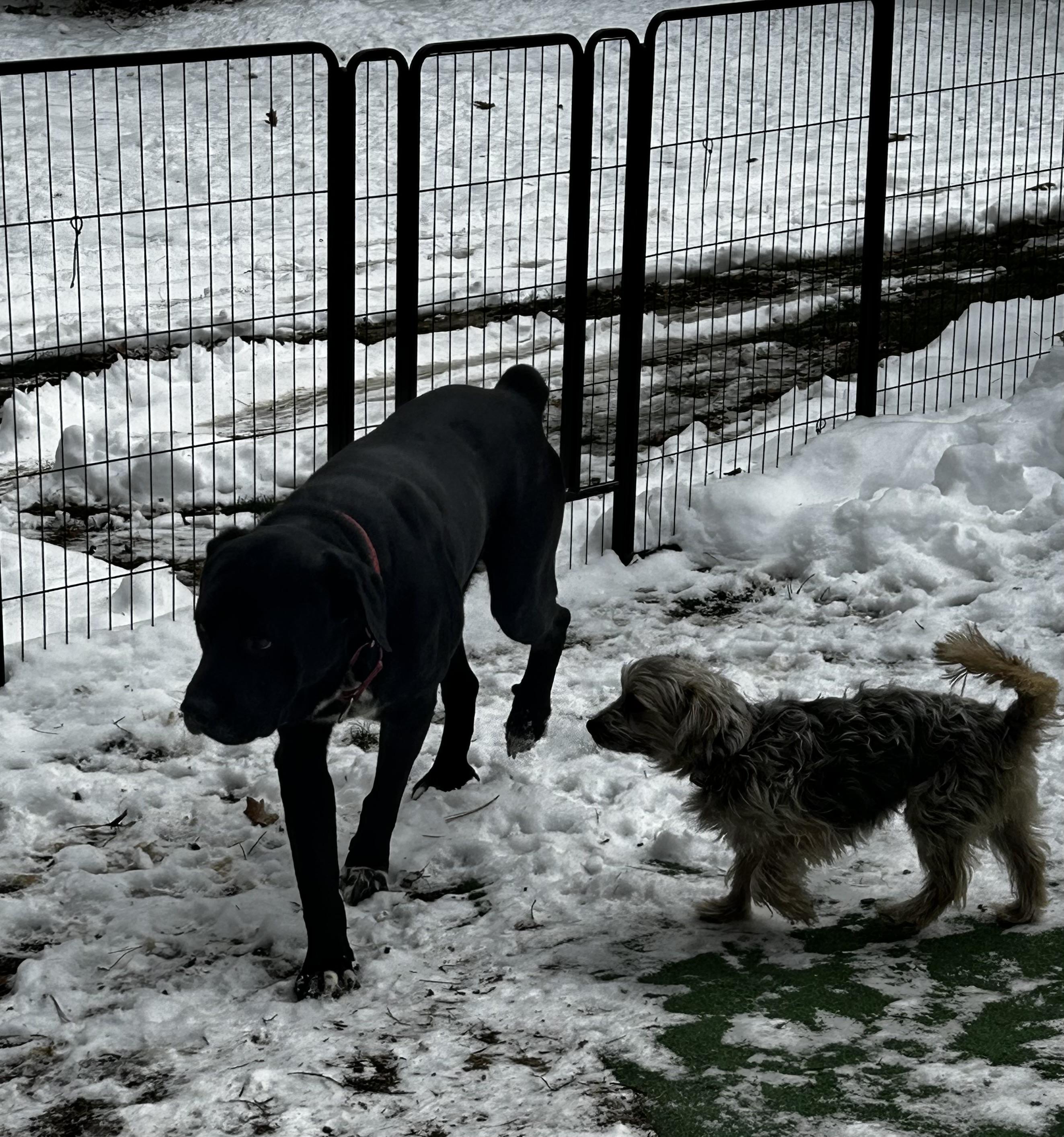 Waco, a ADOPTABLE mixed breed in Albany, NY image 2/6