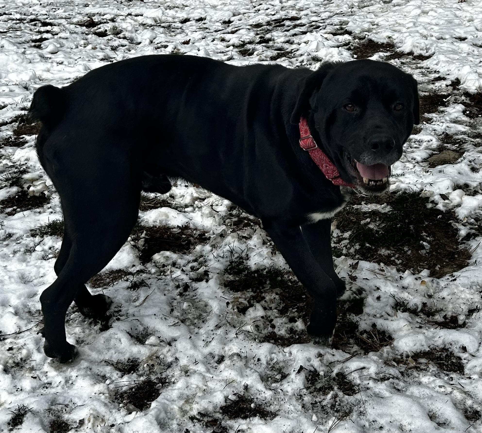 Waco, a ADOPTABLE mixed breed in Albany, NY image 3/6