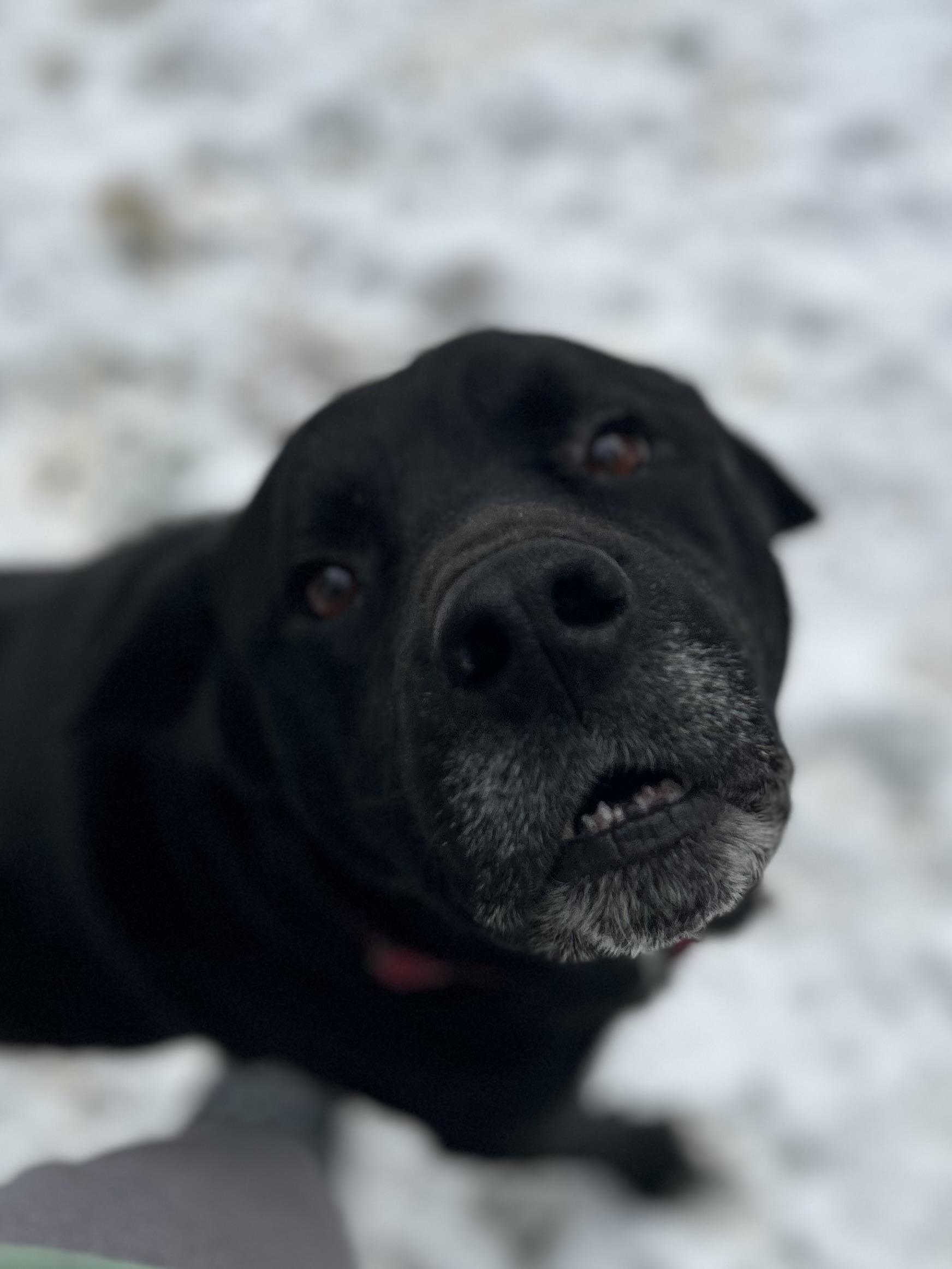 Waco, a ADOPTABLE mixed breed in Albany, NY image 5/6