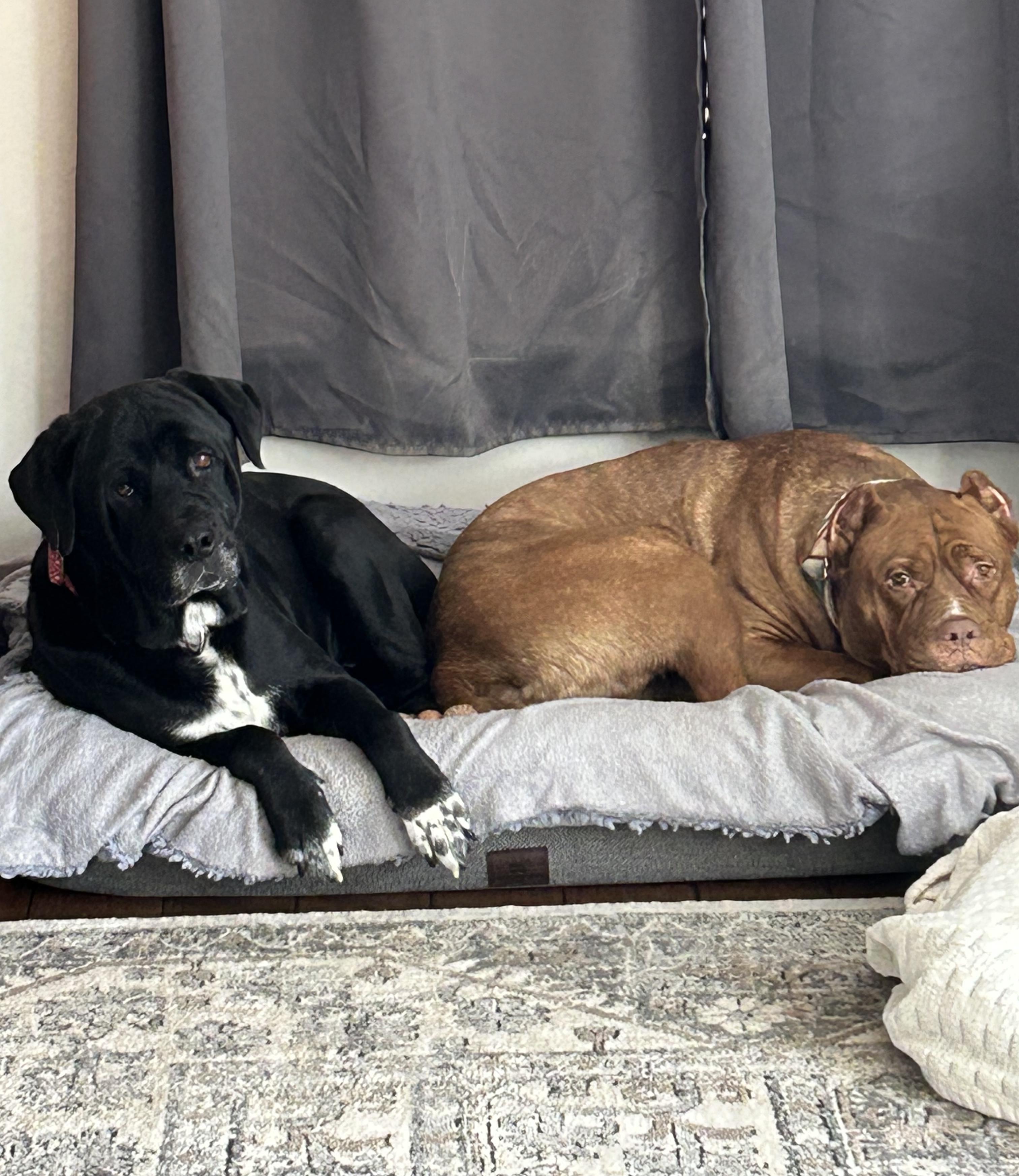 Waco, a ADOPTABLE mixed breed in Albany, NY image 6/6