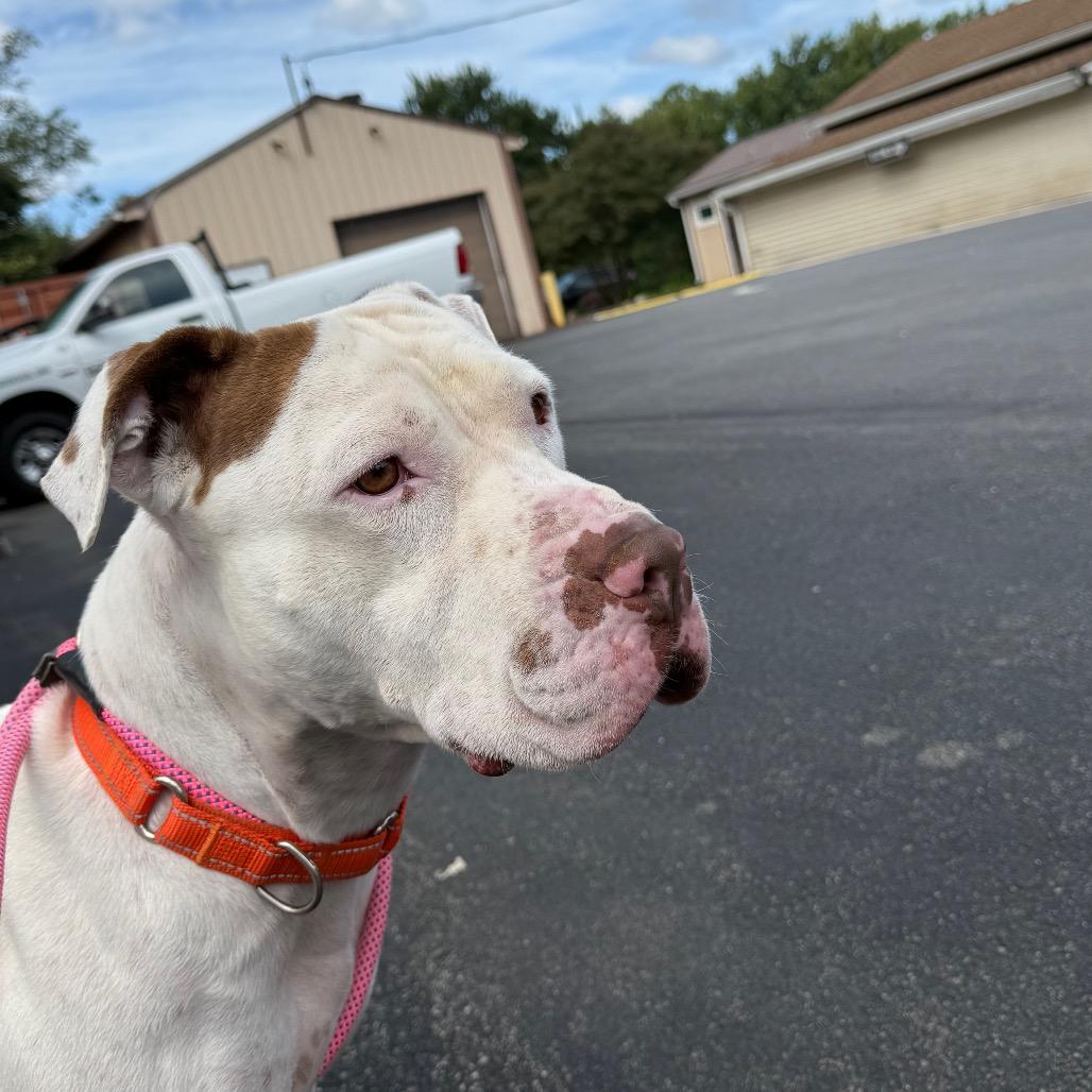 Enlarge Basil, a Adoptable mixed breed in Birdsboro, PA image 1/6