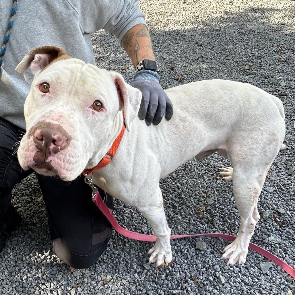 Enlarge Basil, a Adoptable mixed breed in Birdsboro, PA image 2/6