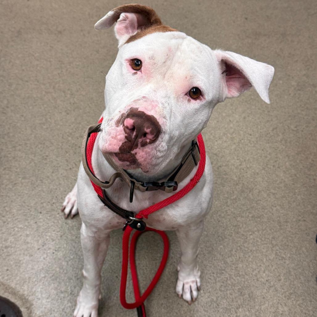 Enlarge Basil, a Adoptable mixed breed in Birdsboro, PA image 3/6