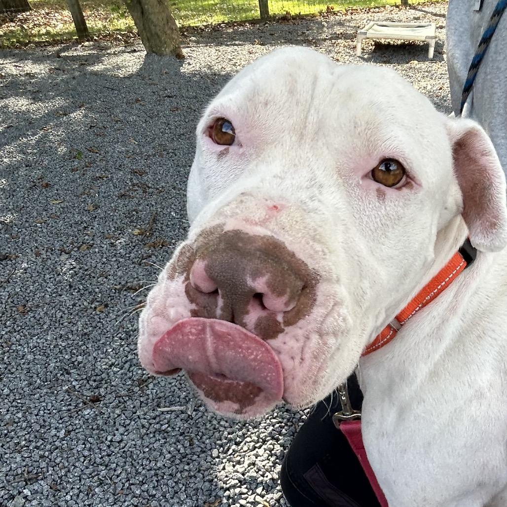Enlarge Basil, a Adoptable mixed breed in Birdsboro, PA image 4/6
