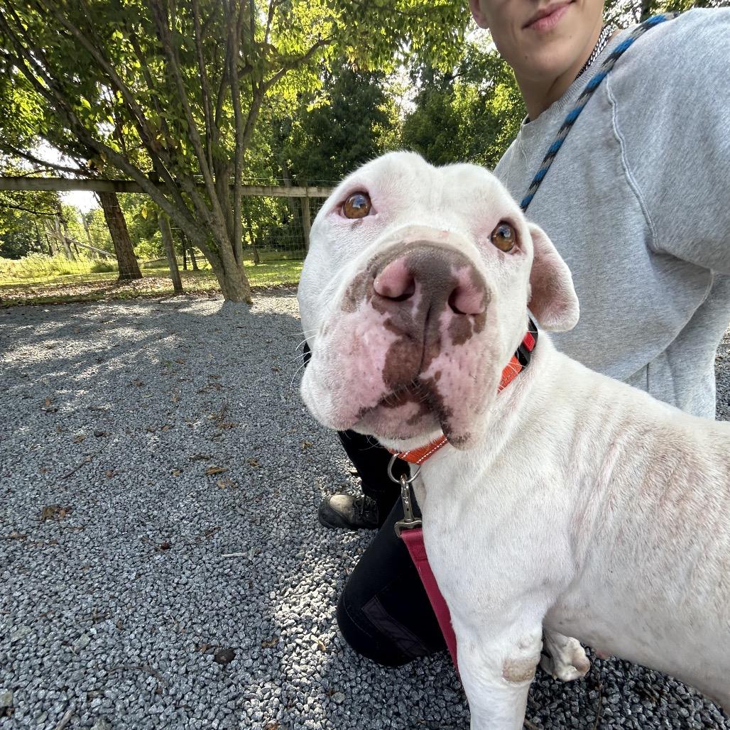 Enlarge Basil, a Adoptable mixed breed in Birdsboro, PA image 5/6
