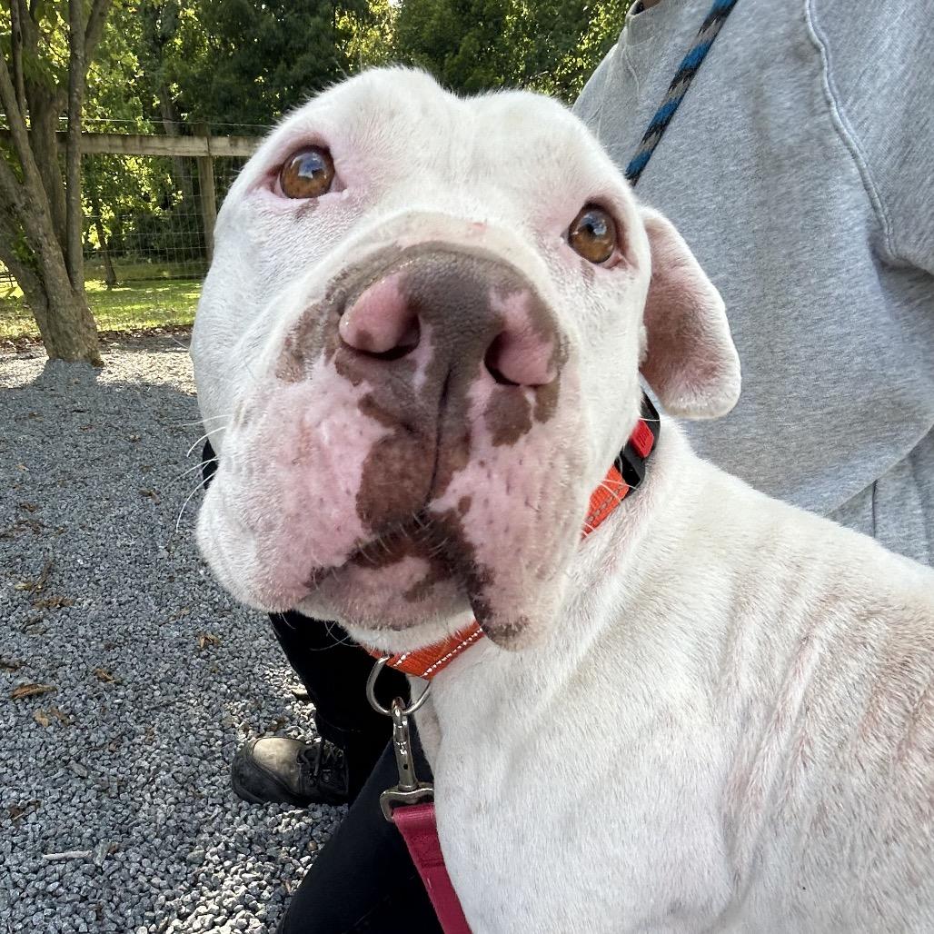 Enlarge Basil, a Adoptable mixed breed in Birdsboro, PA image 6/6