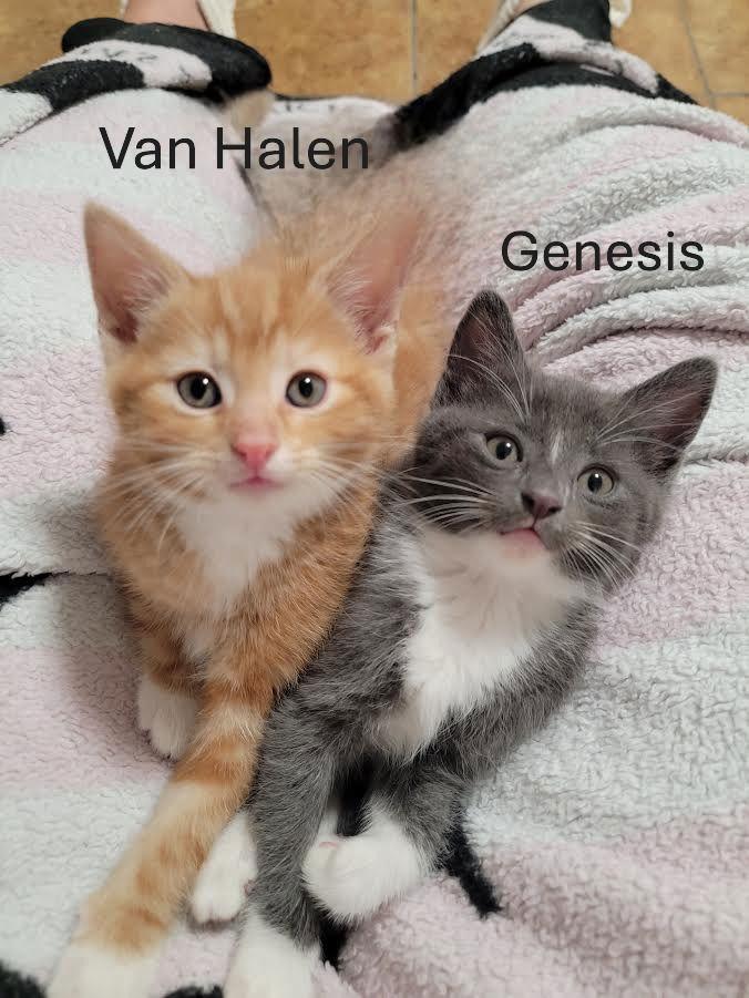 Van Halen & Genesis (bonded pair), a Adopted Domestic Short Hair in Wheaton, IL image 1/3