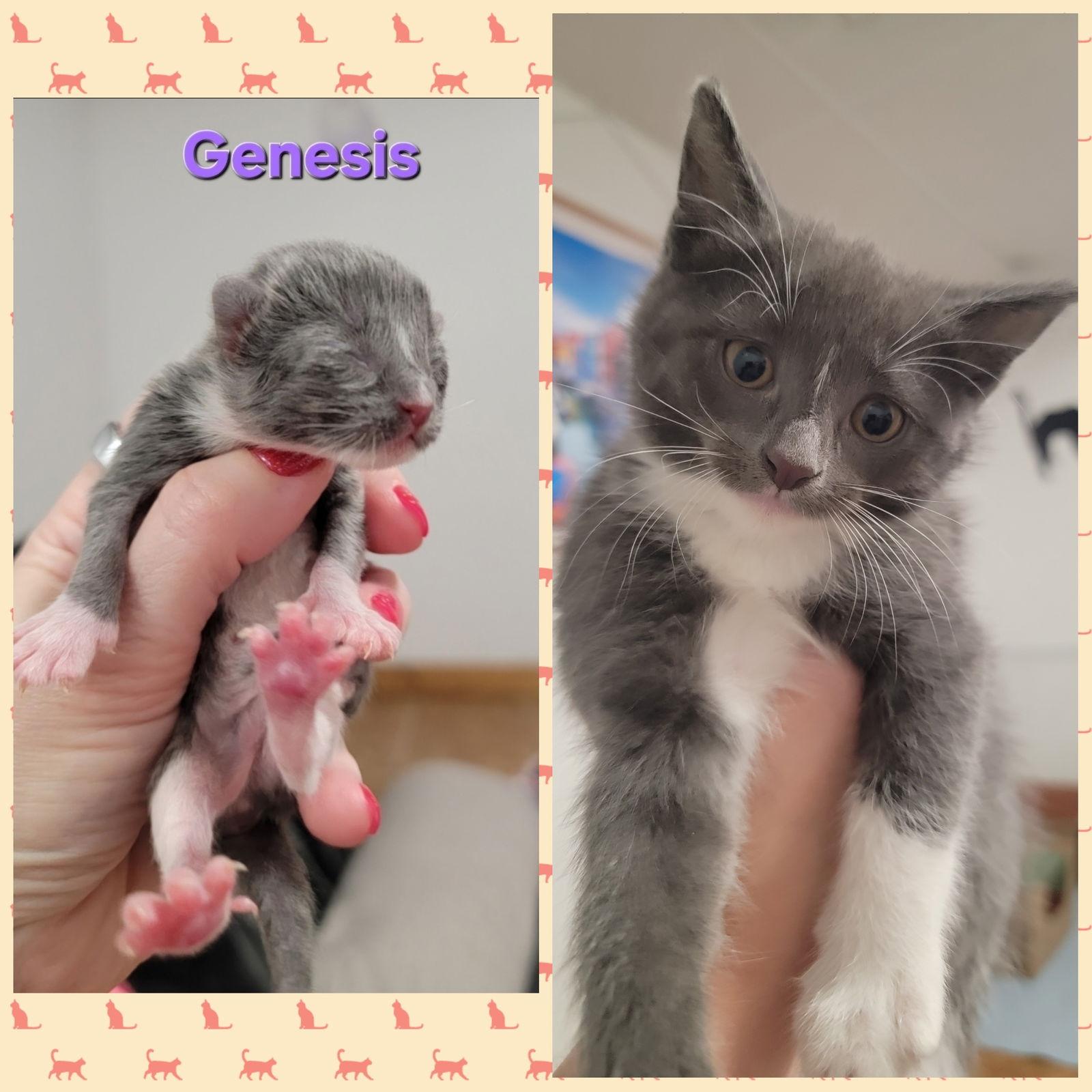 Van Halen & Genesis (bonded pair), a Adopted Domestic Short Hair in Wheaton, IL image 2/3