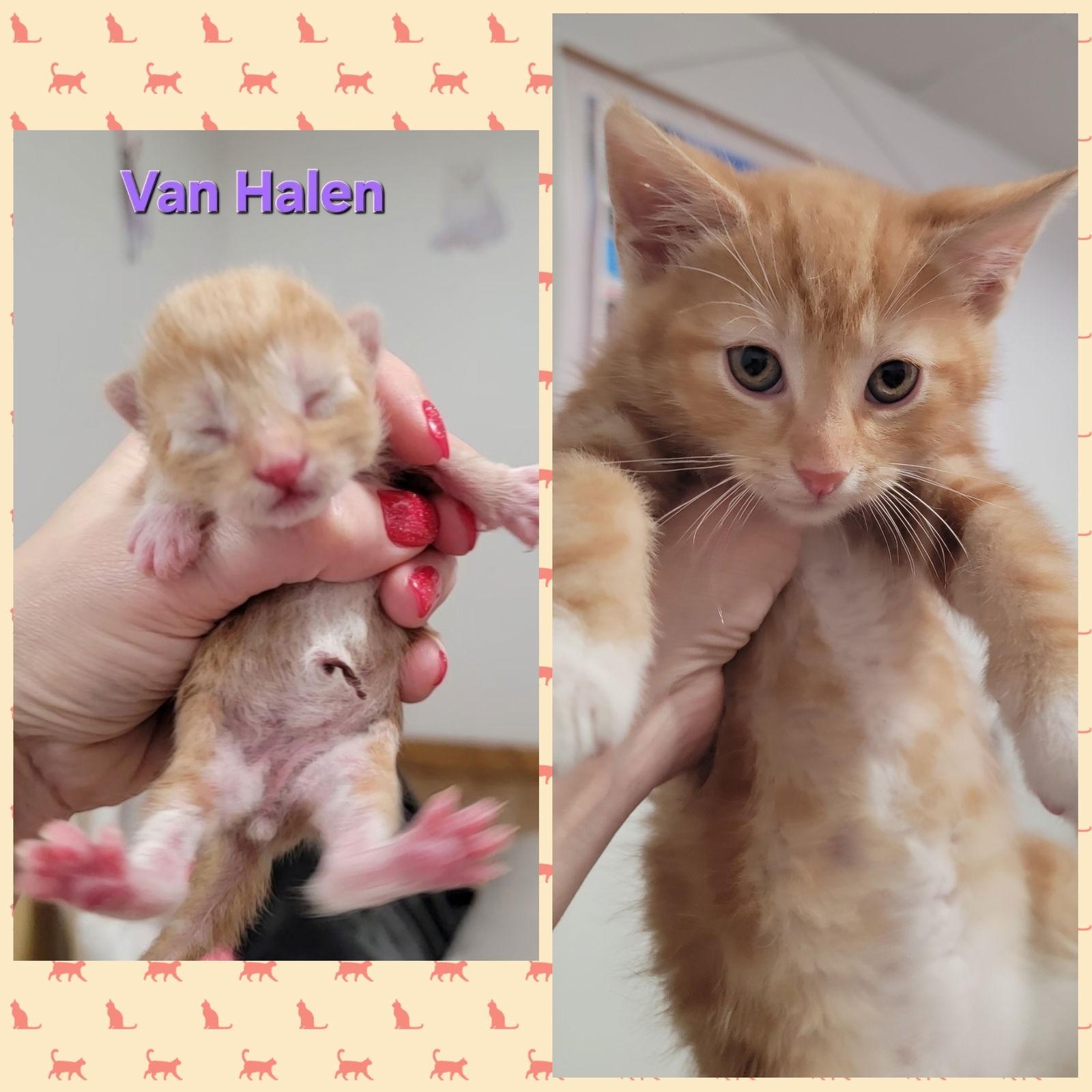 Van Halen & Genesis (bonded pair), a Adopted Domestic Short Hair in Wheaton, IL image 3/3