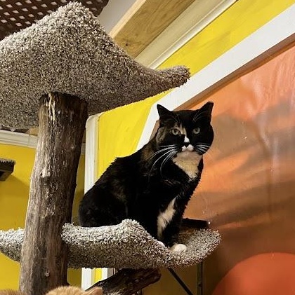 Cookie, Adoptable, Adult Female Domestic Short Hair.