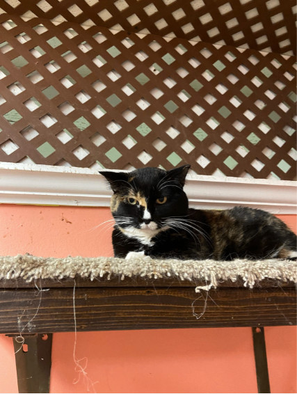 Enlarge Cookie, a Adoptable Domestic Short Hair in Chicago, IL image 1/1