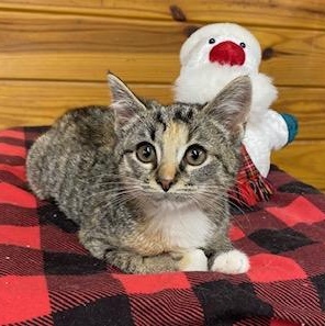 Melanie  Tiny Little thumbnail 3