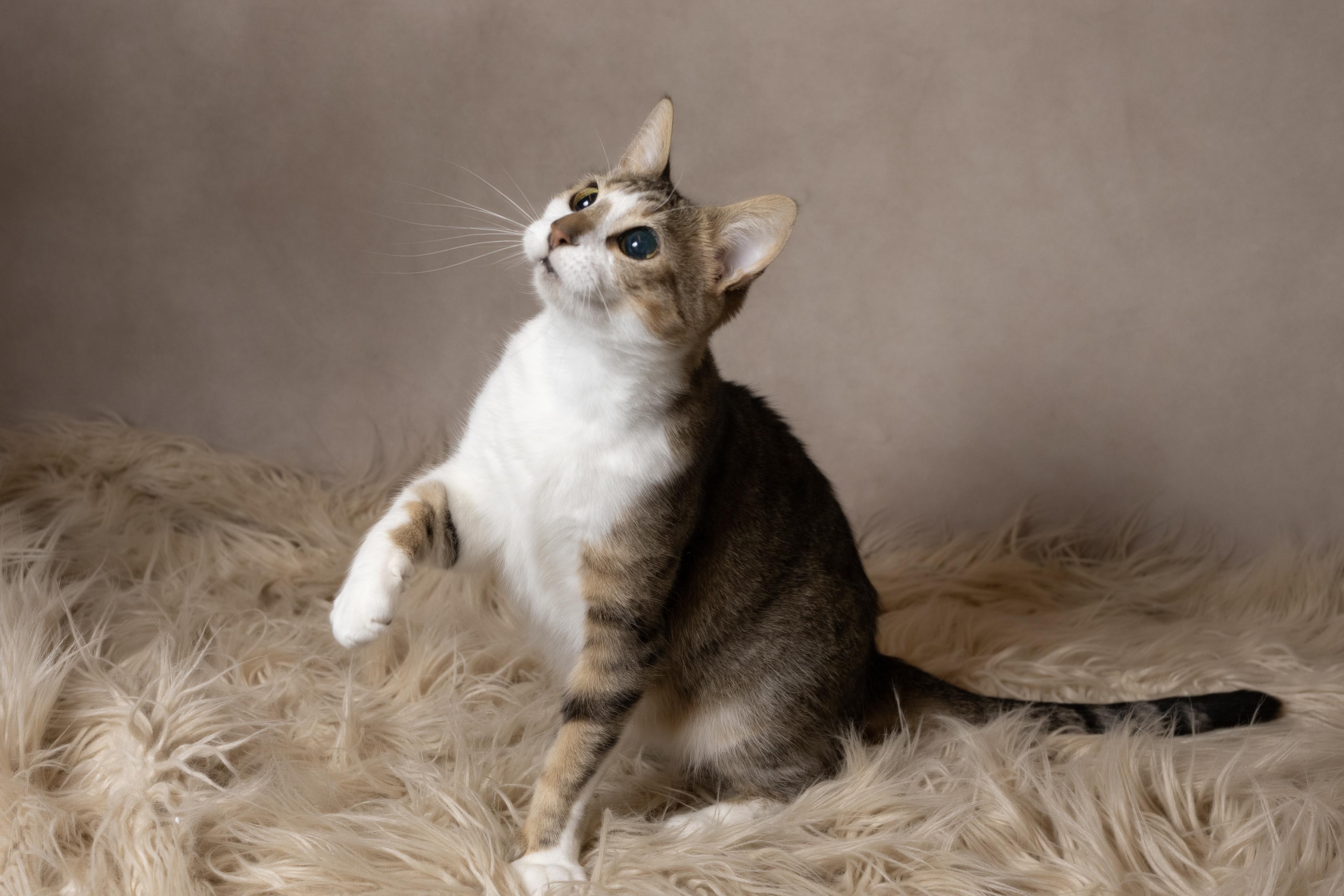 Enlarge Jolly, a ADOPTABLE Domestic Short Hair in Muncie, IN image 3/6