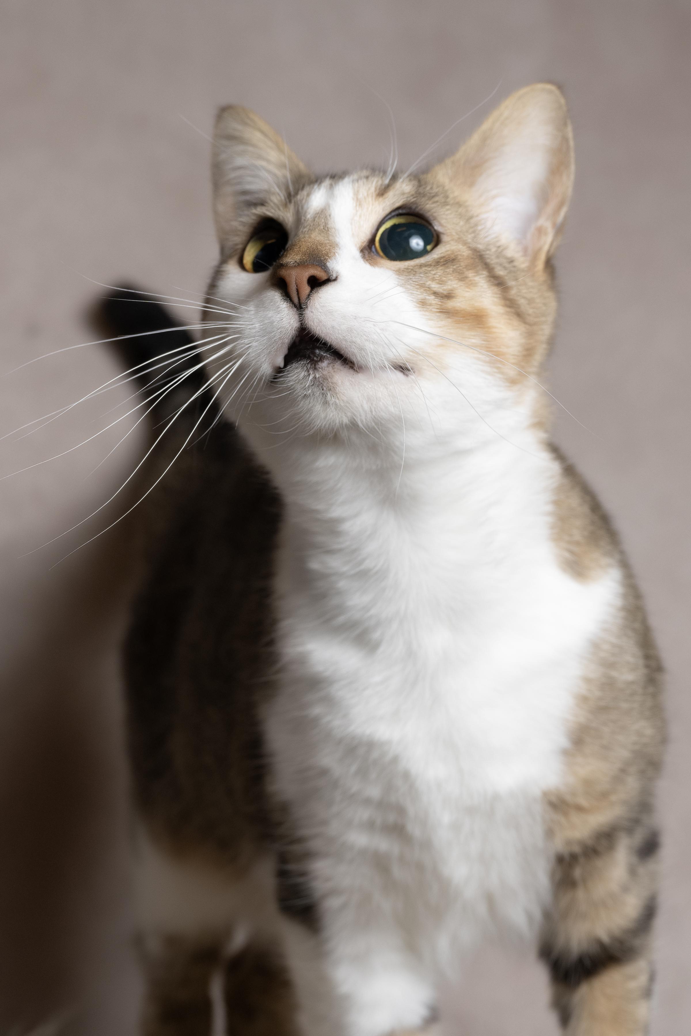Enlarge Jolly, a ADOPTABLE Domestic Short Hair in Muncie, IN image 6/6