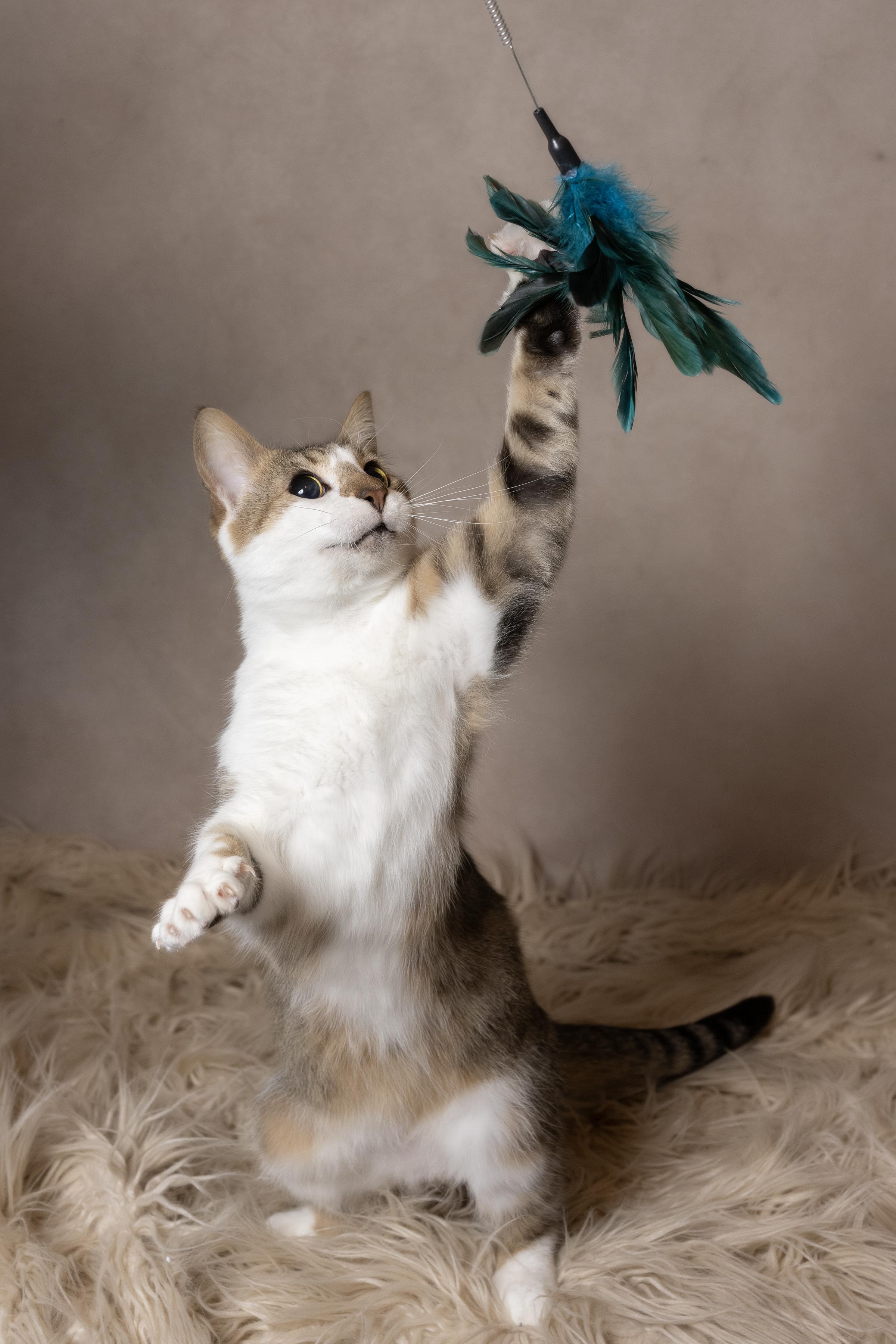 Enlarge Jolly, a ADOPTABLE Domestic Short Hair in Muncie, IN image 1/6