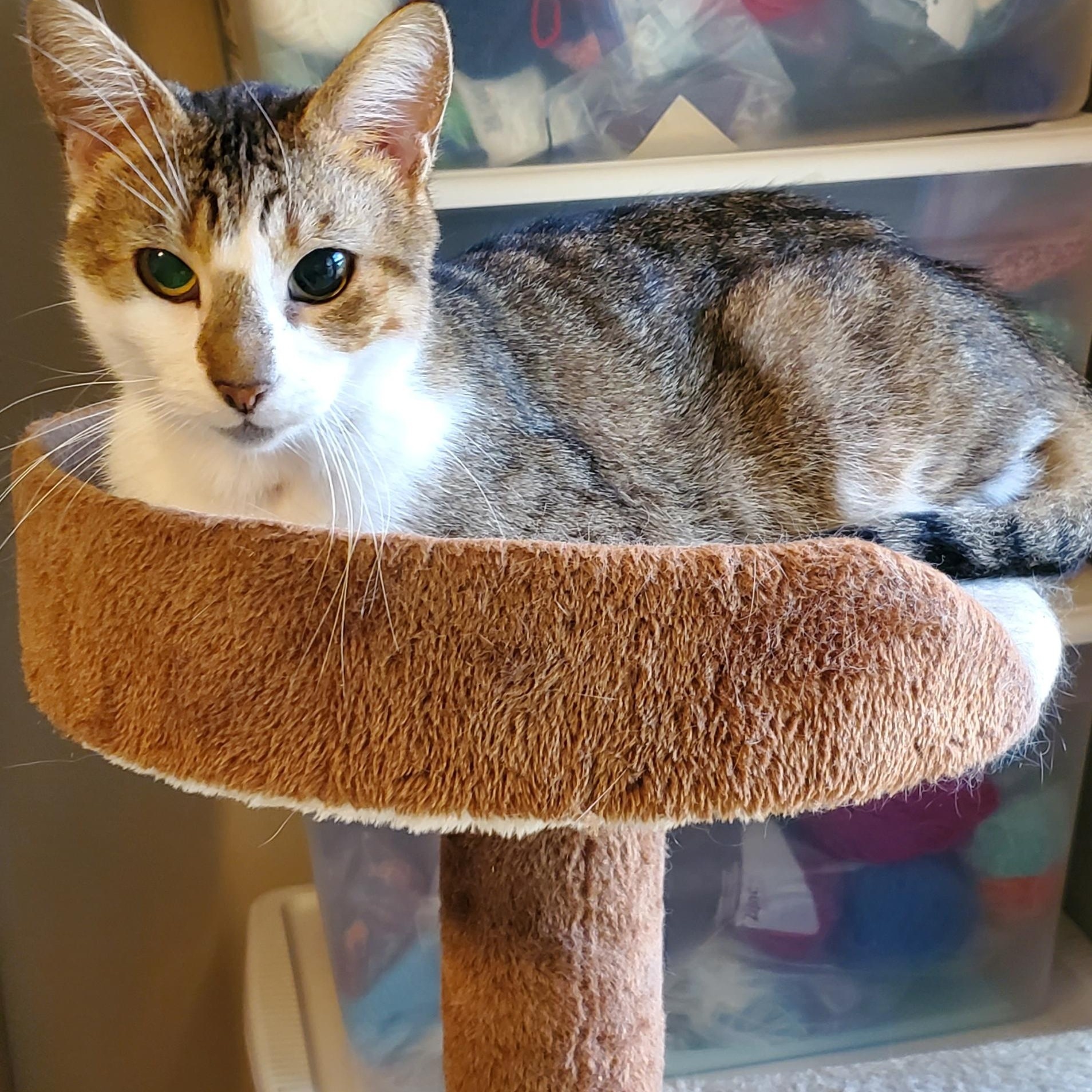 Enlarge Jolly, a ADOPTABLE Domestic Short Hair in Muncie, IN image 2/6