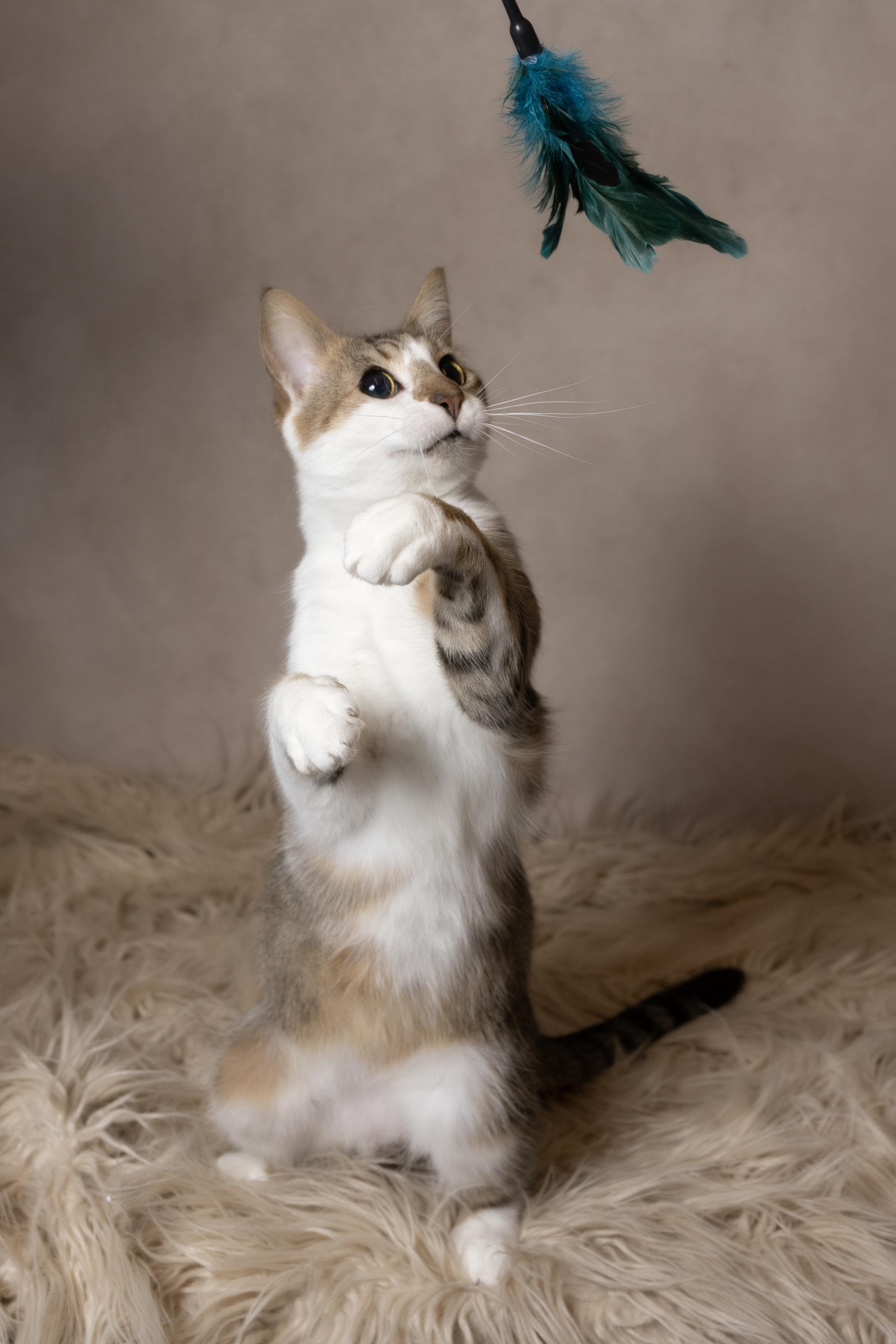 Enlarge Jolly, a ADOPTABLE Domestic Short Hair in Muncie, IN image 5/6