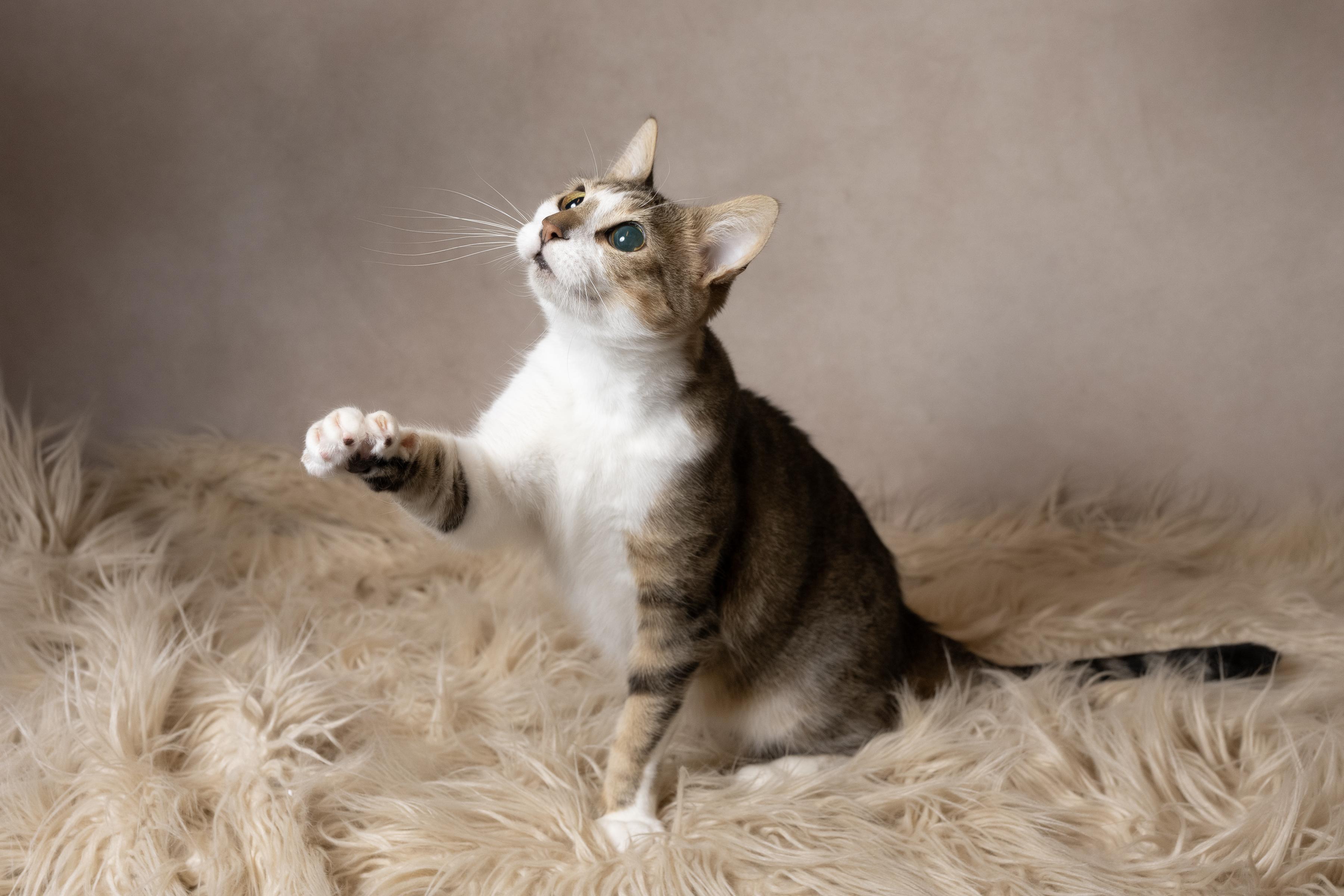 Enlarge Jolly, a ADOPTABLE Domestic Short Hair in Muncie, IN image 4/6