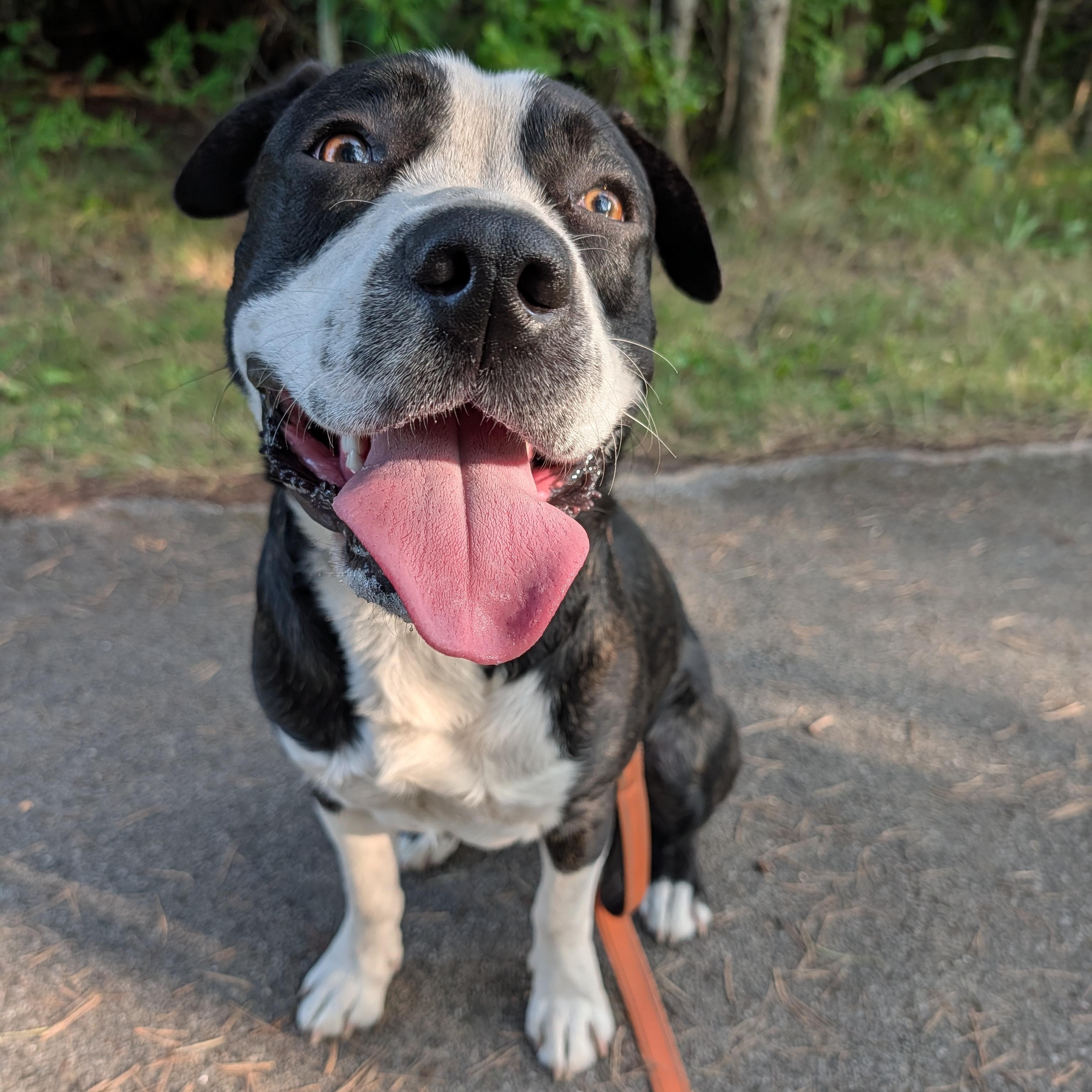 Charlie, Adoptable, Young Male Mixed Breed.