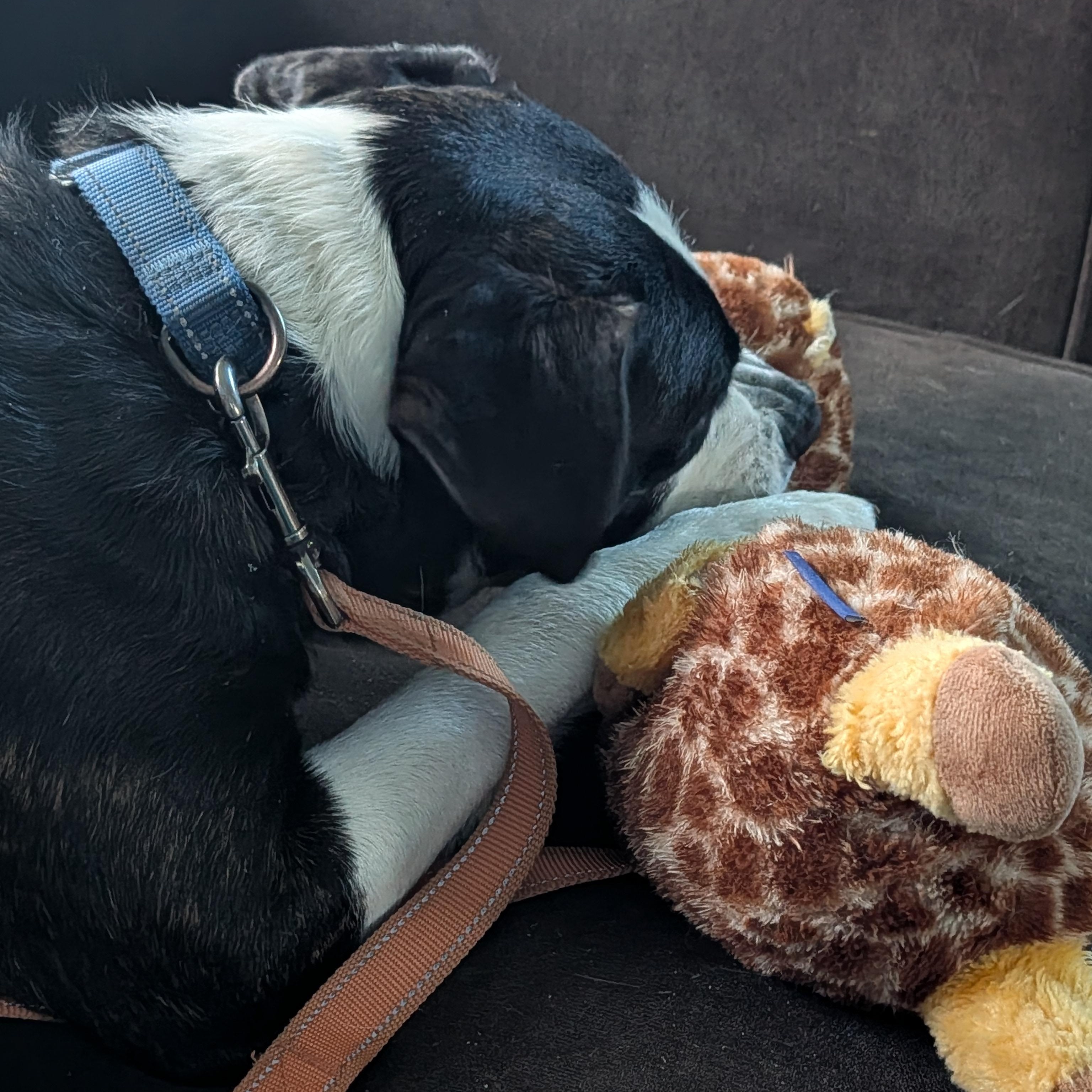 Charlie, a Adoptable Mixed Breed in Manistique, MI image 4/4