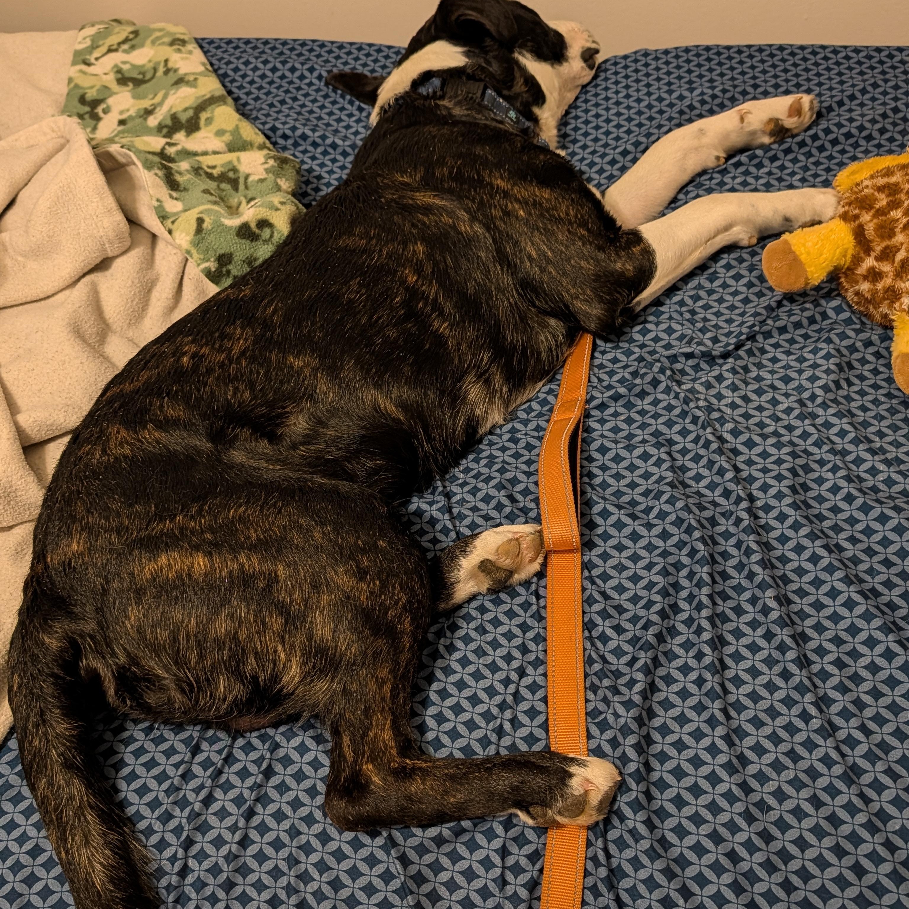 Charlie, a Adoptable Mixed Breed in Manistique, MI image 3/4