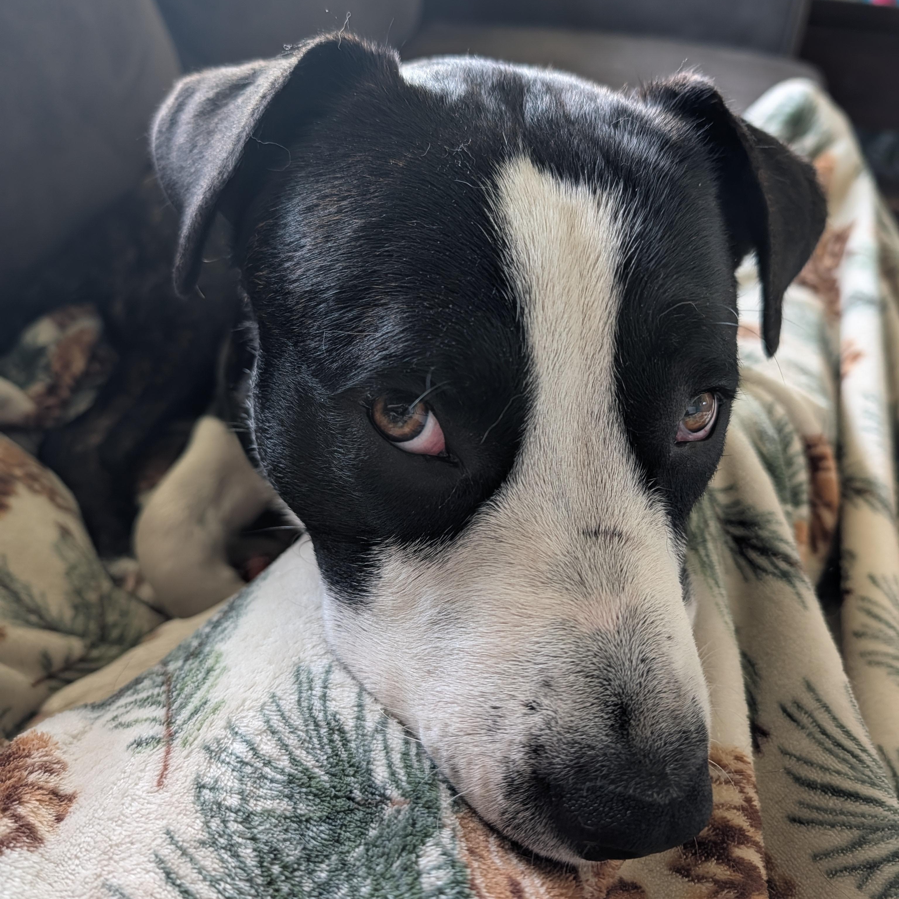 Charlie, a Adoptable Mixed Breed in Manistique, MI image 2/4