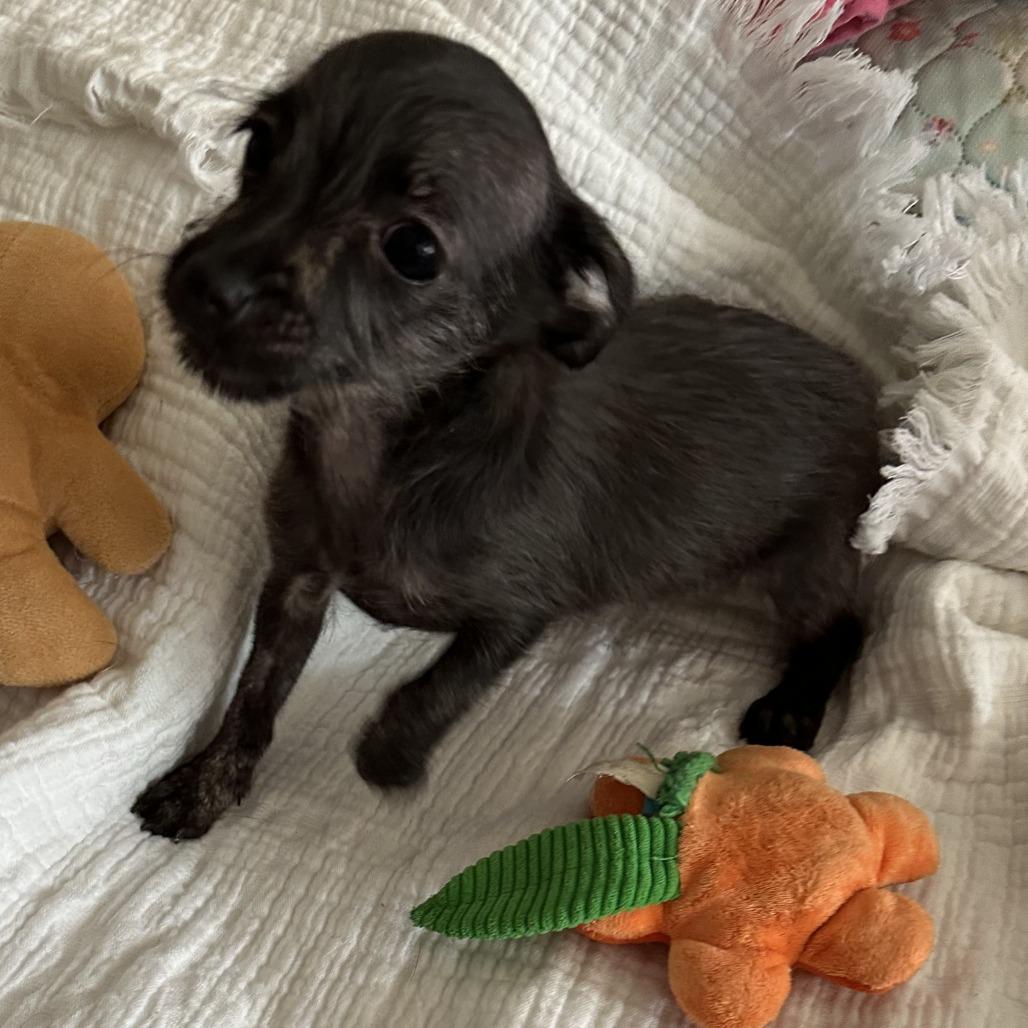Presley, a Adoptable mixed breed in Sacramento, CA image 1/2