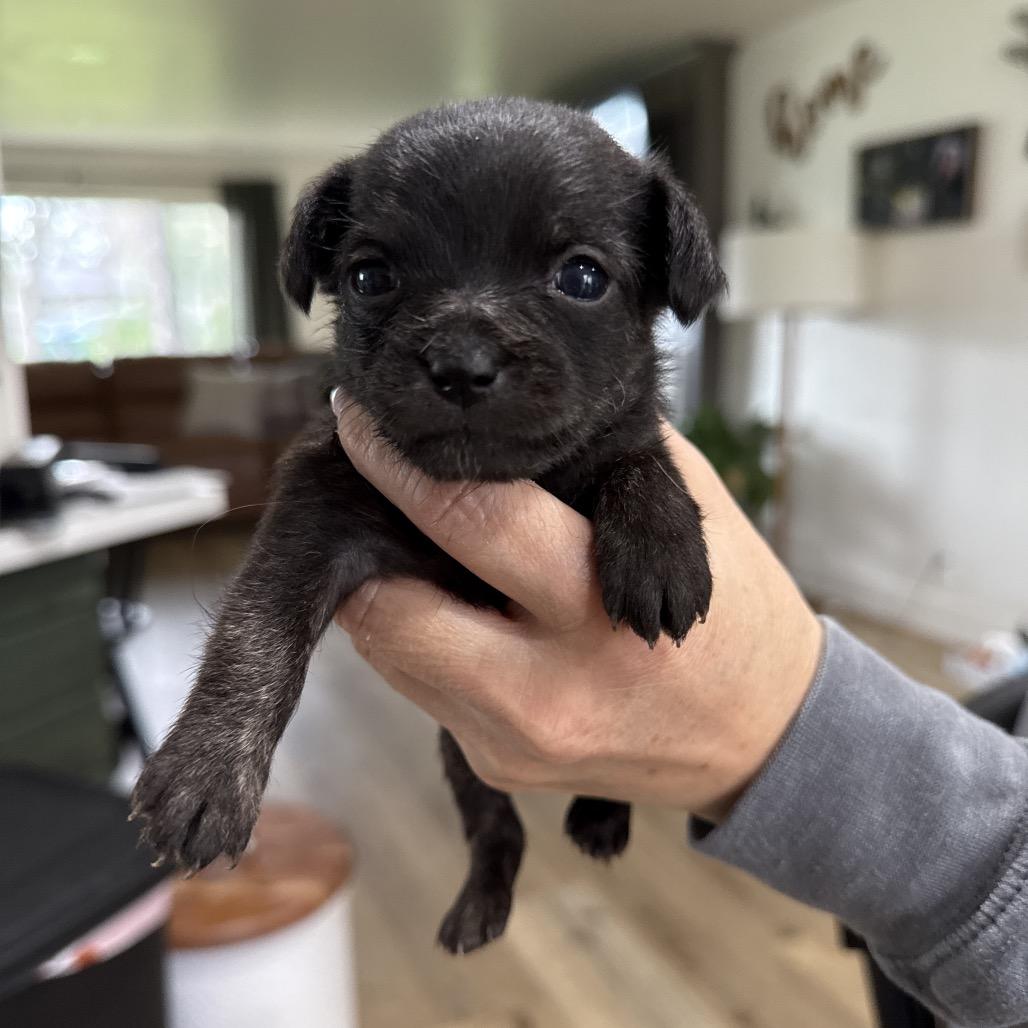 Presley, a Adoptable mixed breed in Sacramento, CA image 2/2