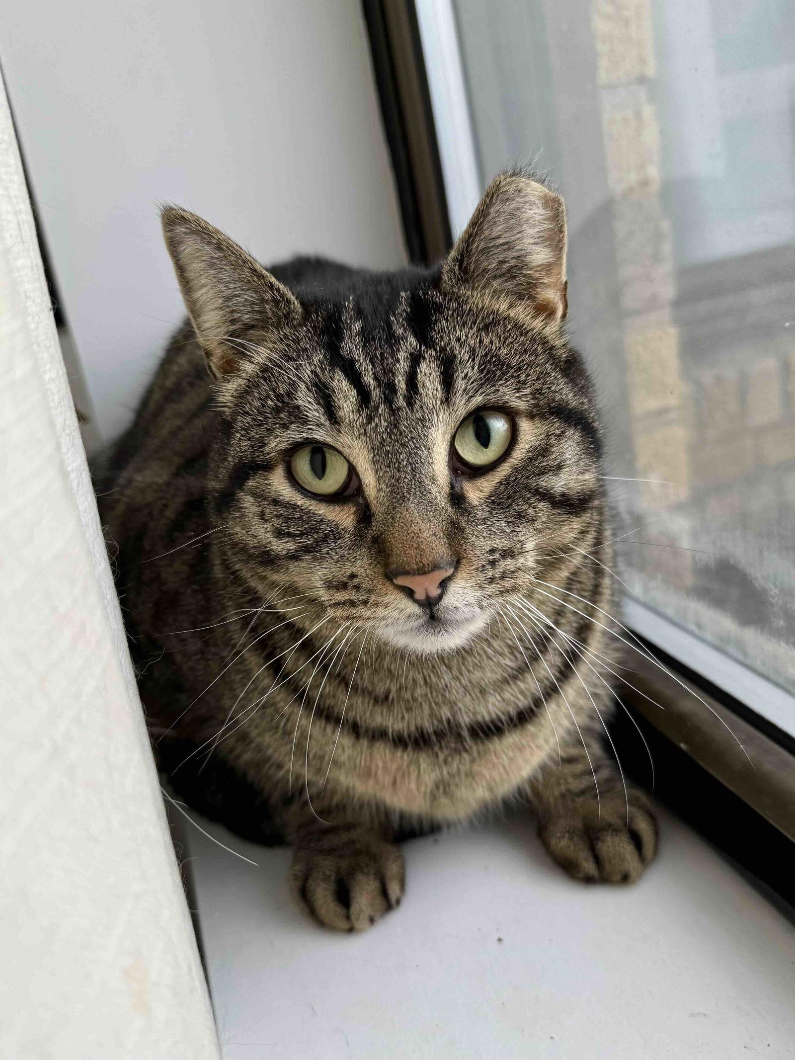 Enlarge Pillsbury, a Adoptable Domestic Short Hair in Brooklyn, NY image 1/3