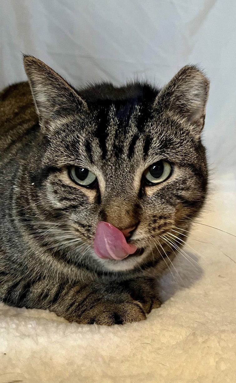 Enlarge Pillsbury, a Adoptable Domestic Short Hair in Brooklyn, NY image 2/3