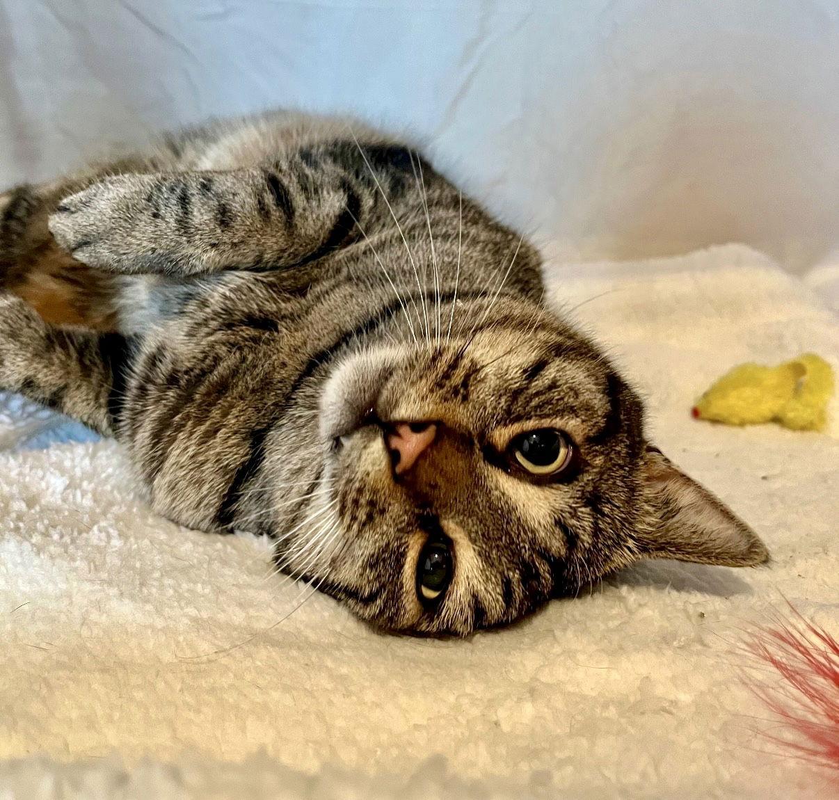 Enlarge Pillsbury, a Adoptable Domestic Short Hair in Brooklyn, NY image 3/3