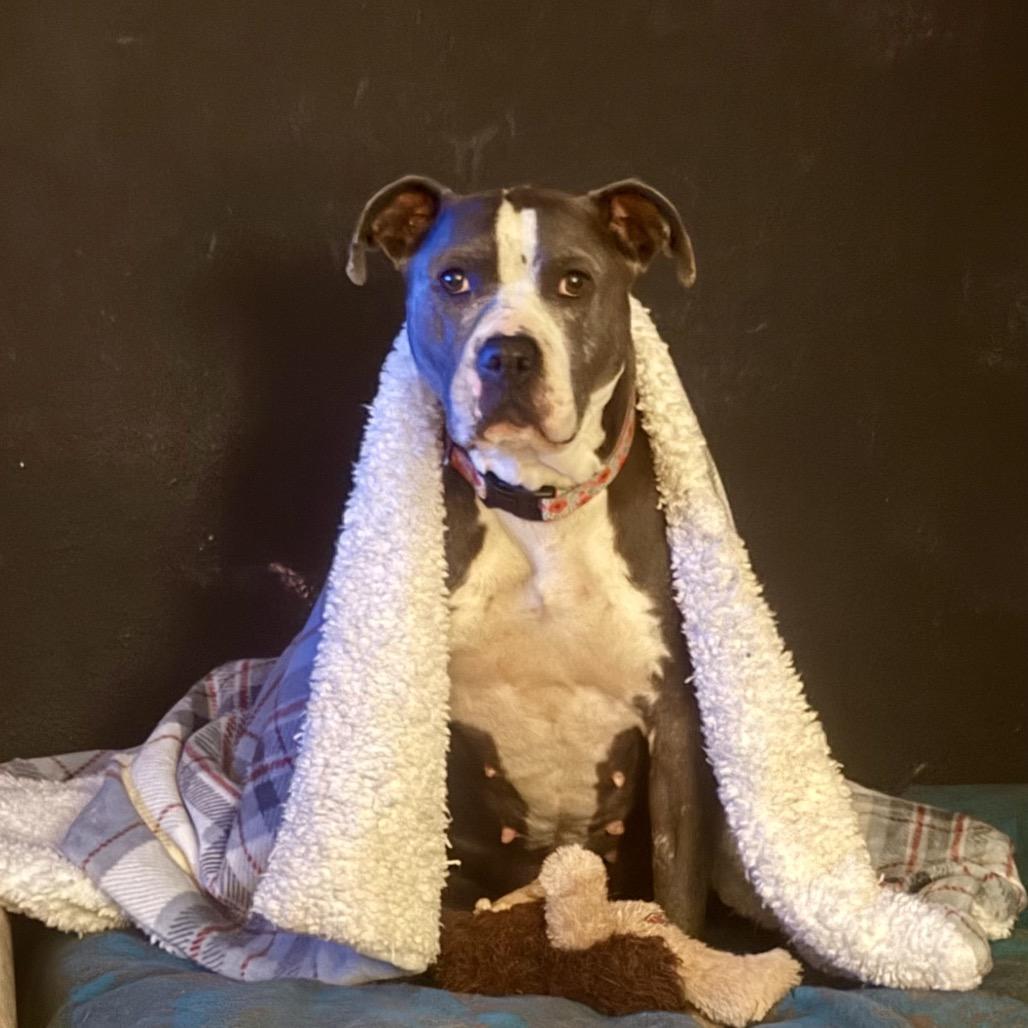 Enlarge DIAMOND, a Adoptable Pit Bull Terrier in Mooresville, IN image 1/4