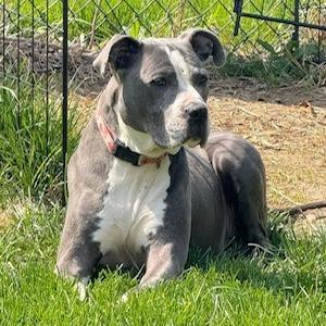 DIAMOND, a Adoptable Pit Bull Terrier in Mooresville, IN image 2/6