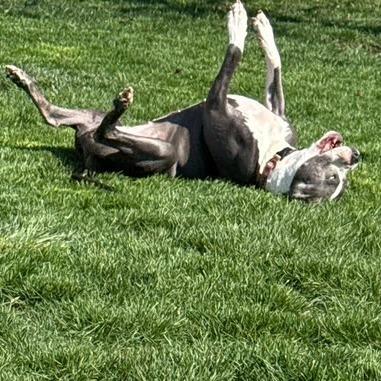 DIAMOND, a Adoptable Pit Bull Terrier in Mooresville, IN image 3/6