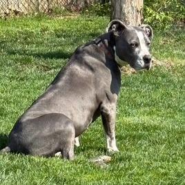 DIAMOND, a Adoptable Pit Bull Terrier in Mooresville, IN image 4/6