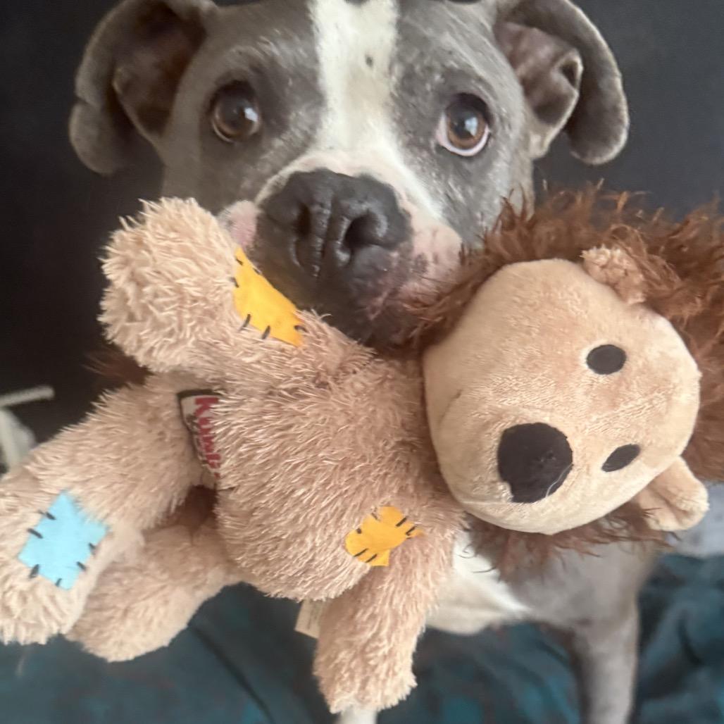 Enlarge DIAMOND, a Adoptable Pit Bull Terrier in Mooresville, IN image 4/4