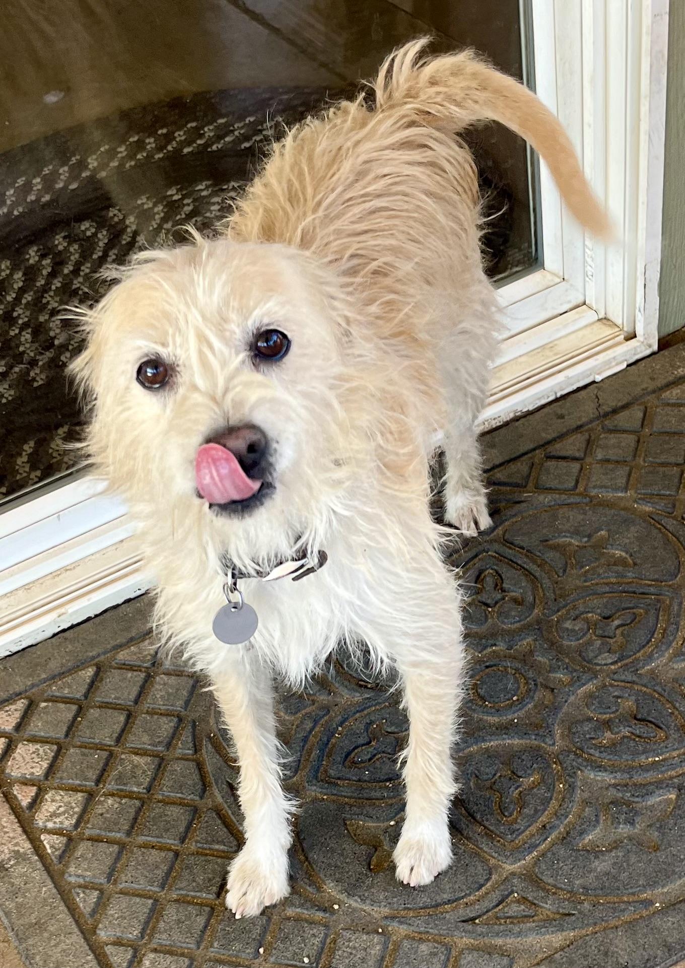 Peanut, a Adoptable mixed breed in Lancaster, CA image 5/6