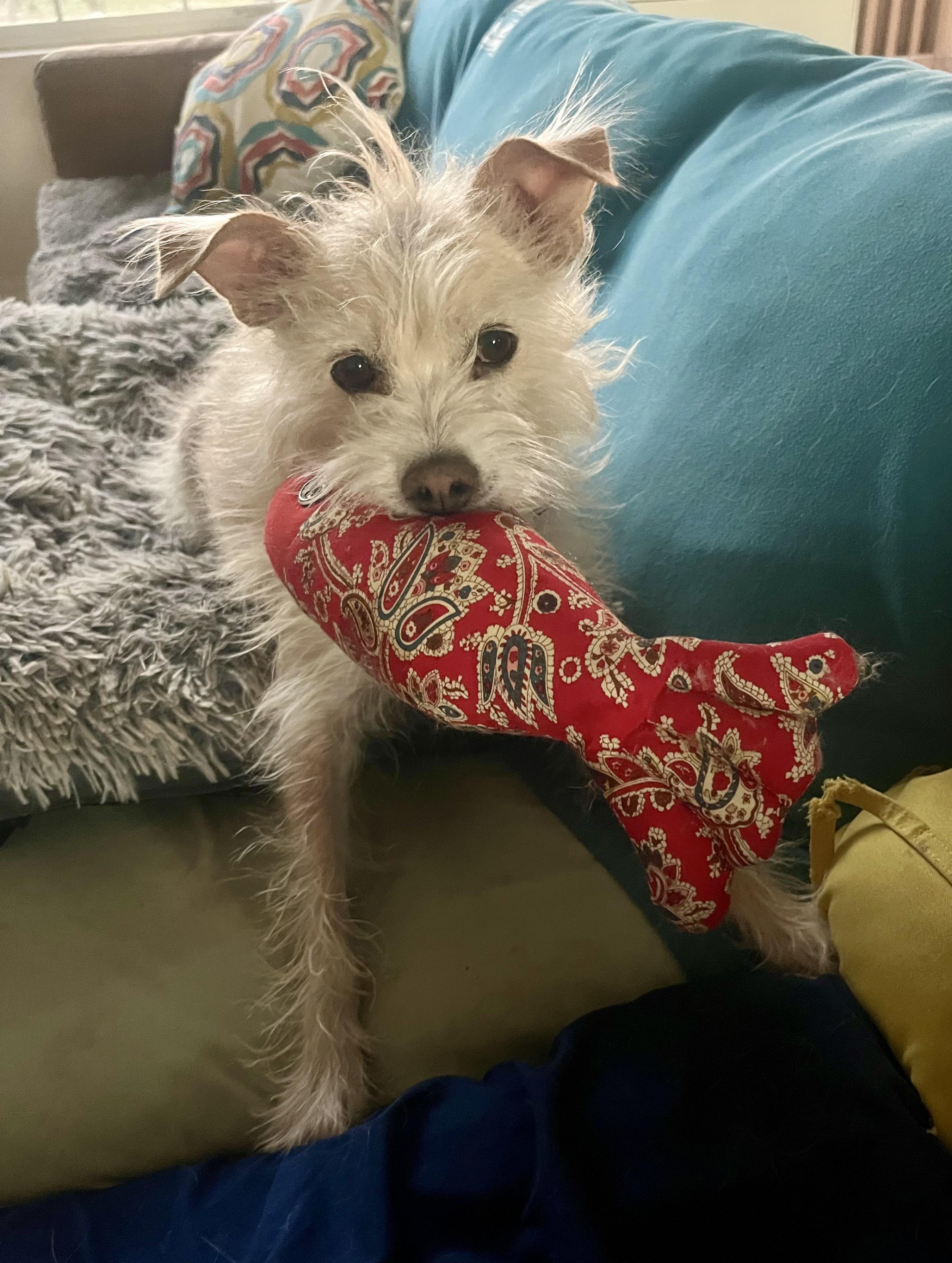 Peanut, a Adoptable mixed breed in Lancaster, CA image 1/6